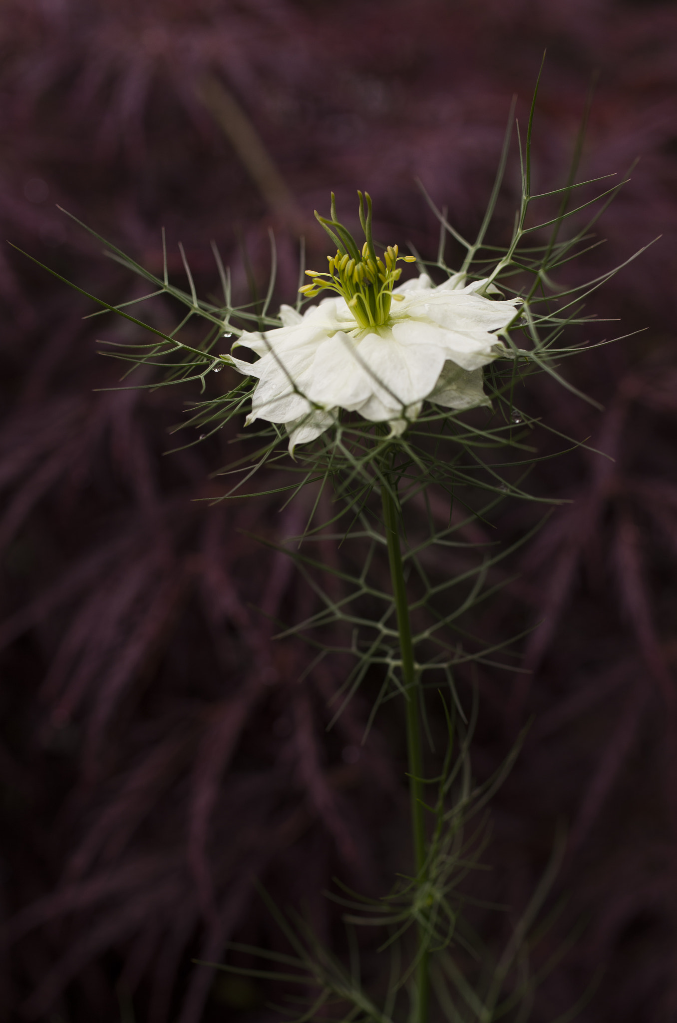 Pentax smc DA 35mm F2.8 Macro Limited sample photo. Prickly flower photography