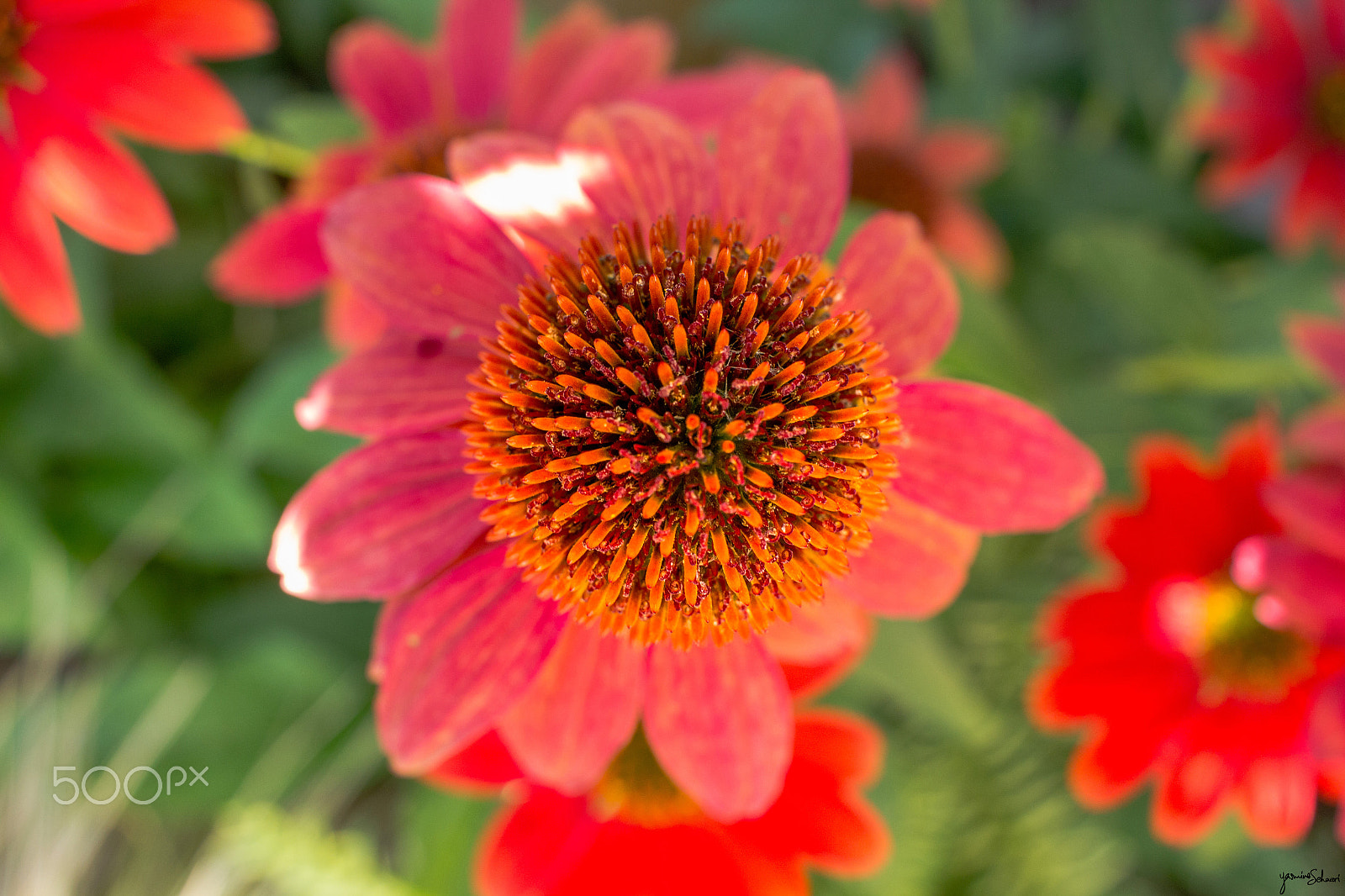 Canon EF-S 24mm F2.8 STM sample photo. Bulging out photography