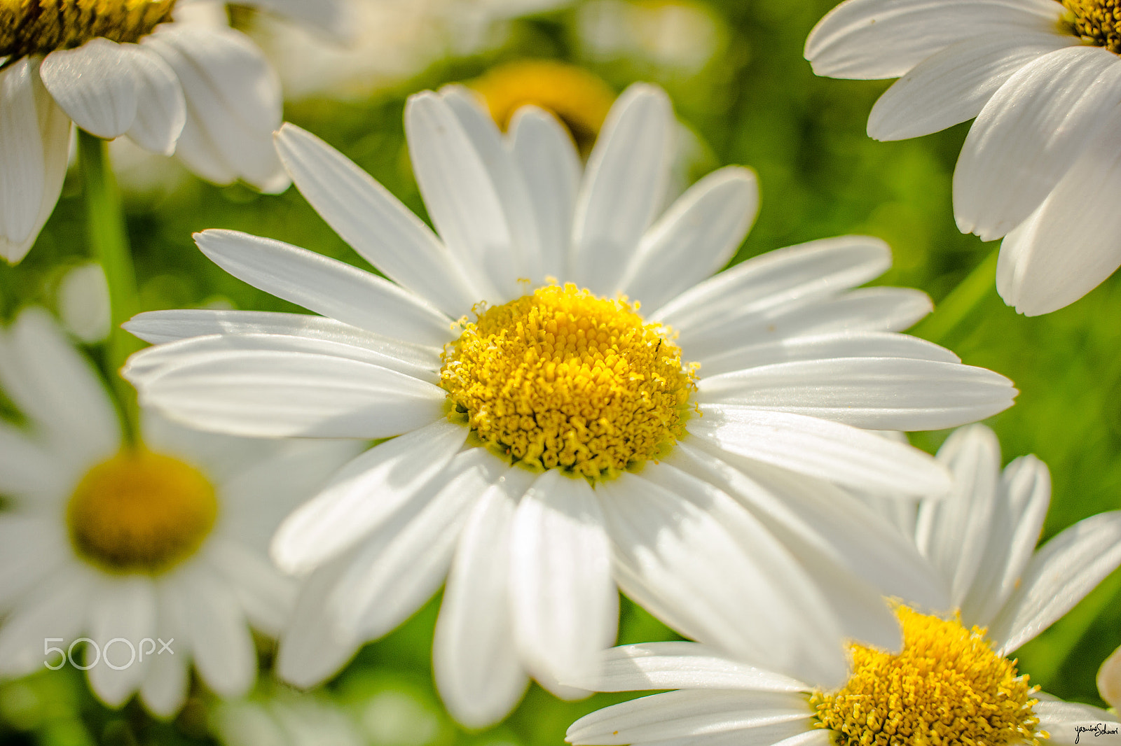 Canon EF-S 24mm F2.8 STM sample photo. Il m'aime un peu beaucoup passionnement photography