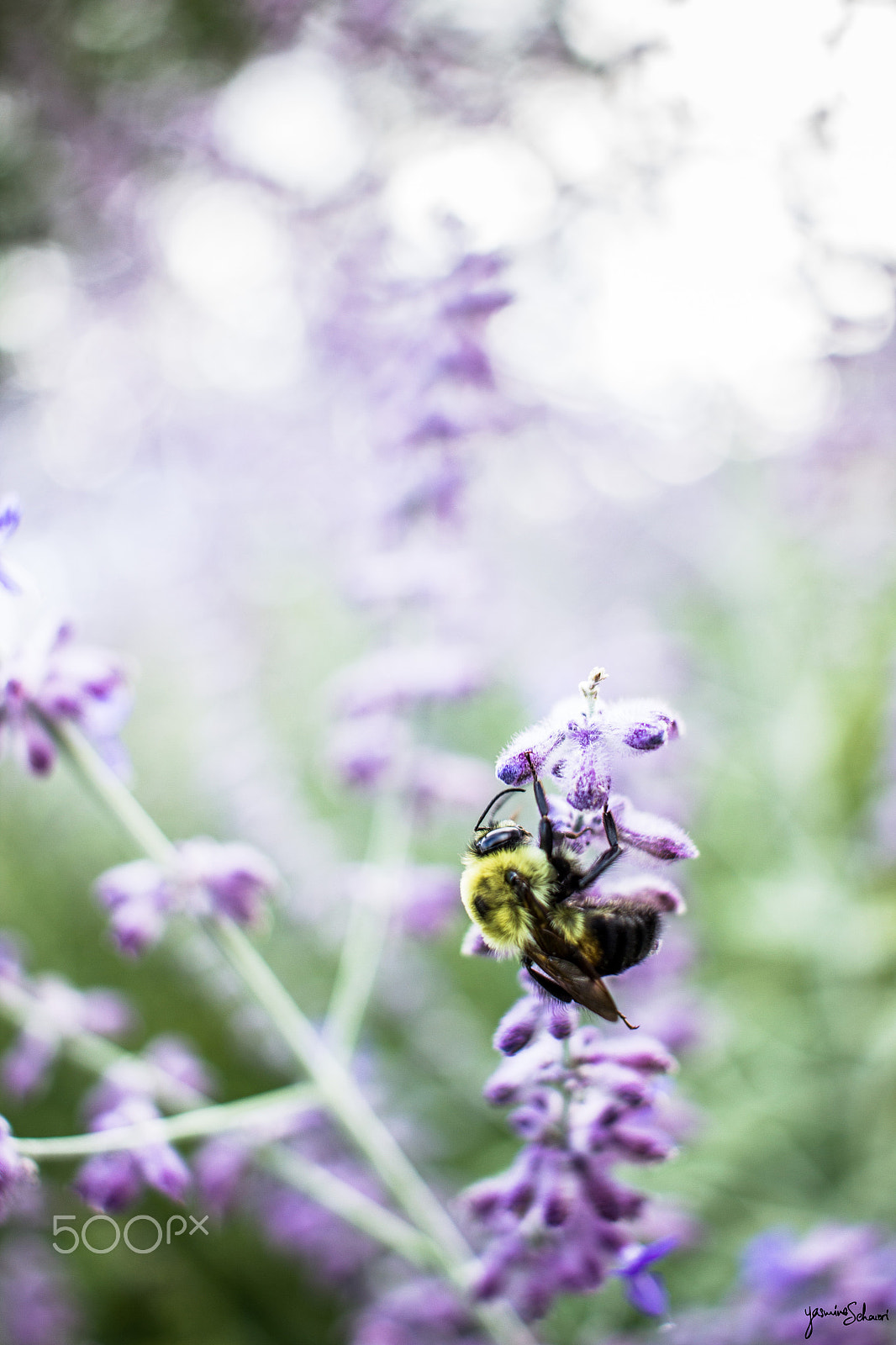 Canon EF-S 24mm F2.8 STM sample photo. Nomnomnom this nectar is delic photography