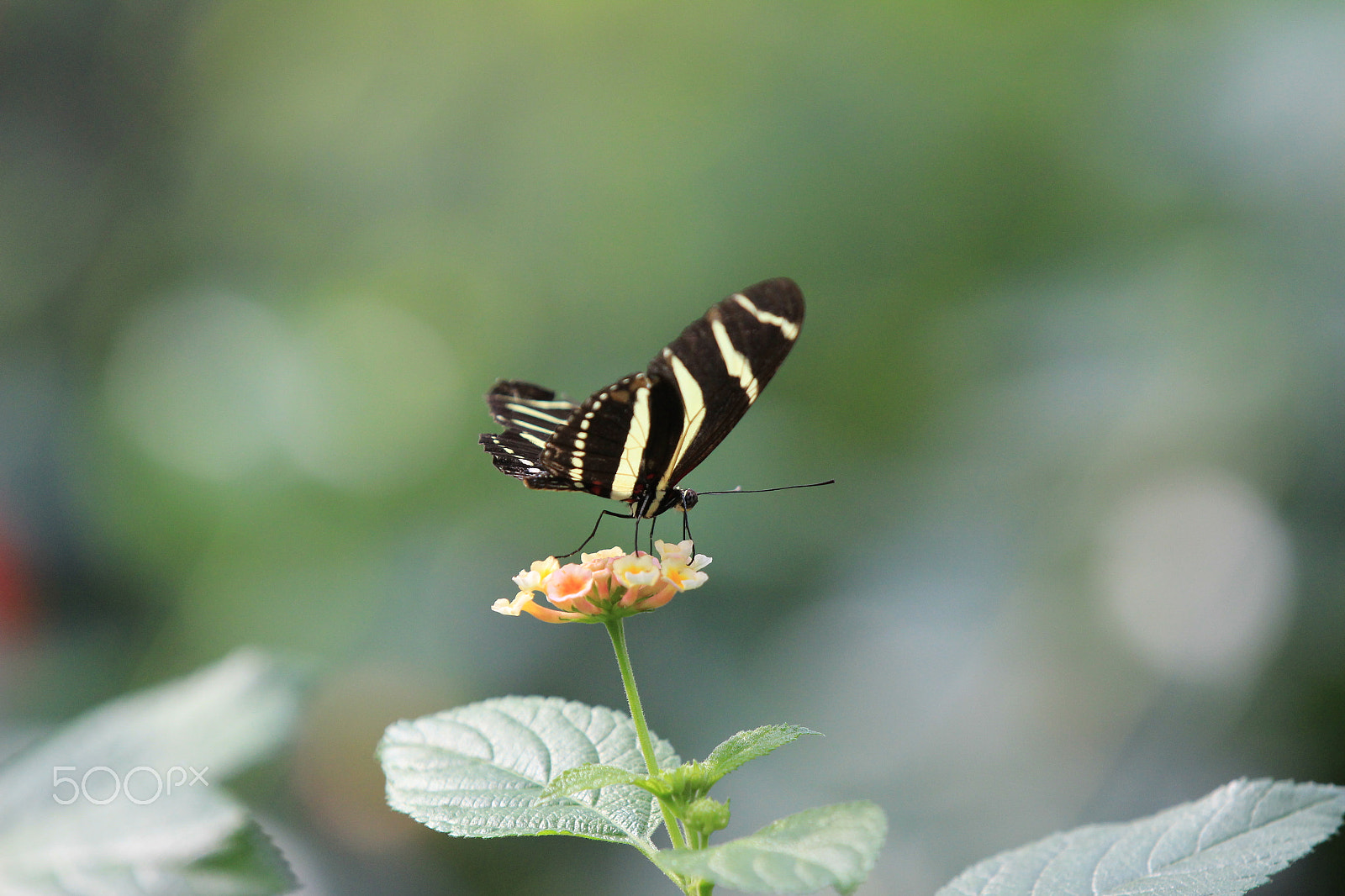 Canon EF 70-200mm F2.8L IS II USM sample photo. Stuttgart zoo no.6 photography