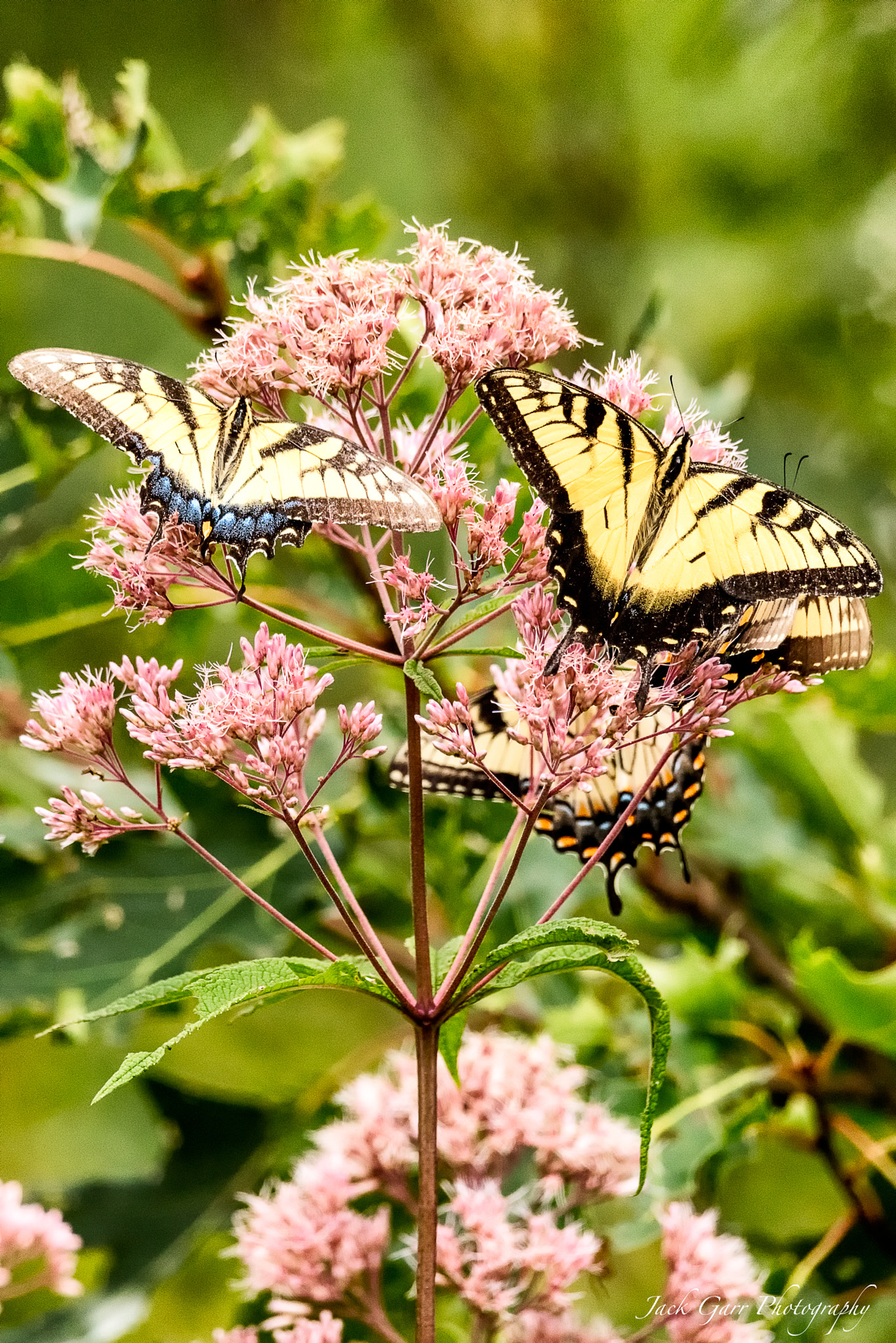 150-600mm F5-6.3 DG OS HSM | Sports 014 sample photo. Butterflies & flowers photography
