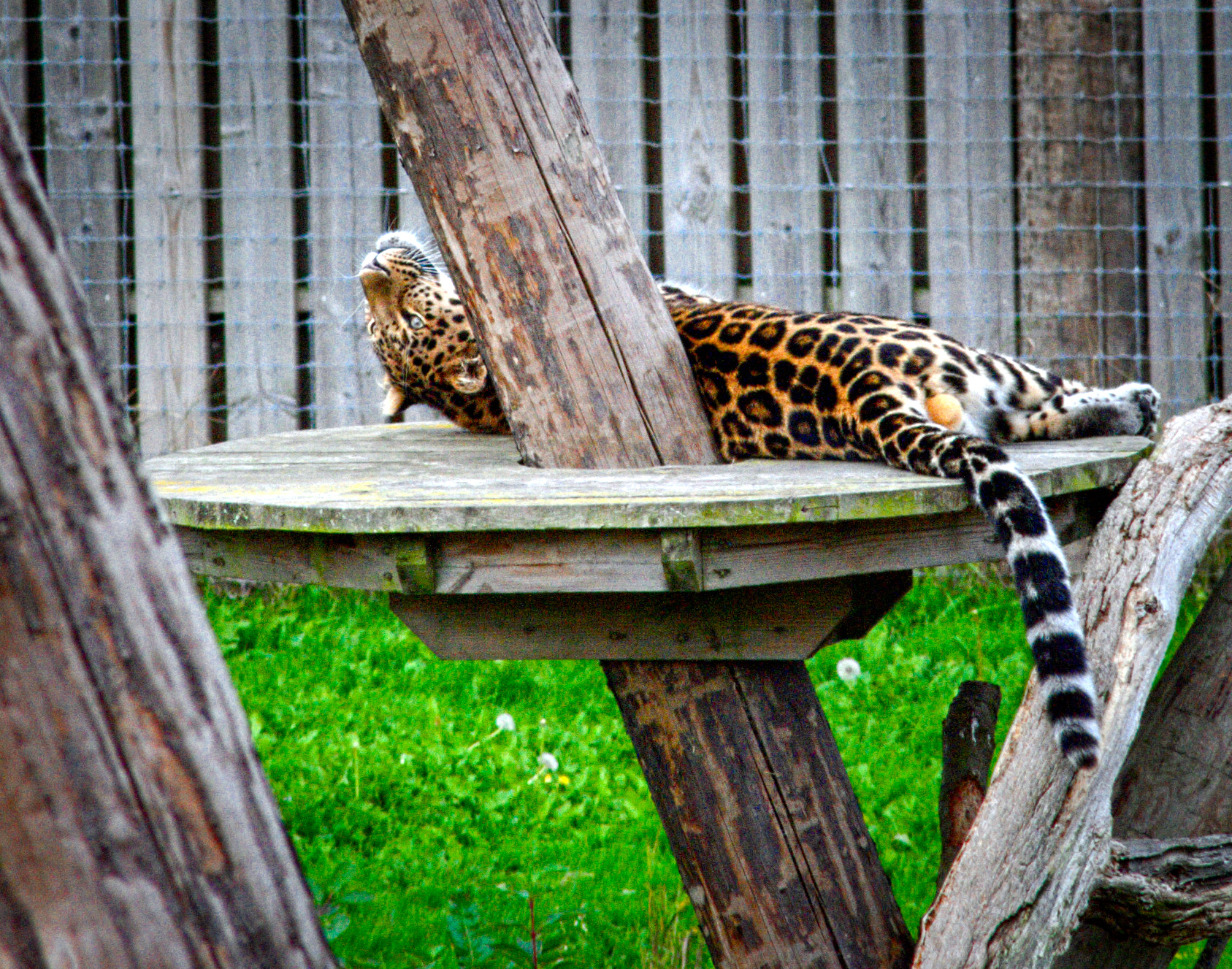 Manual Lens No CPU sample photo. Leopard photography