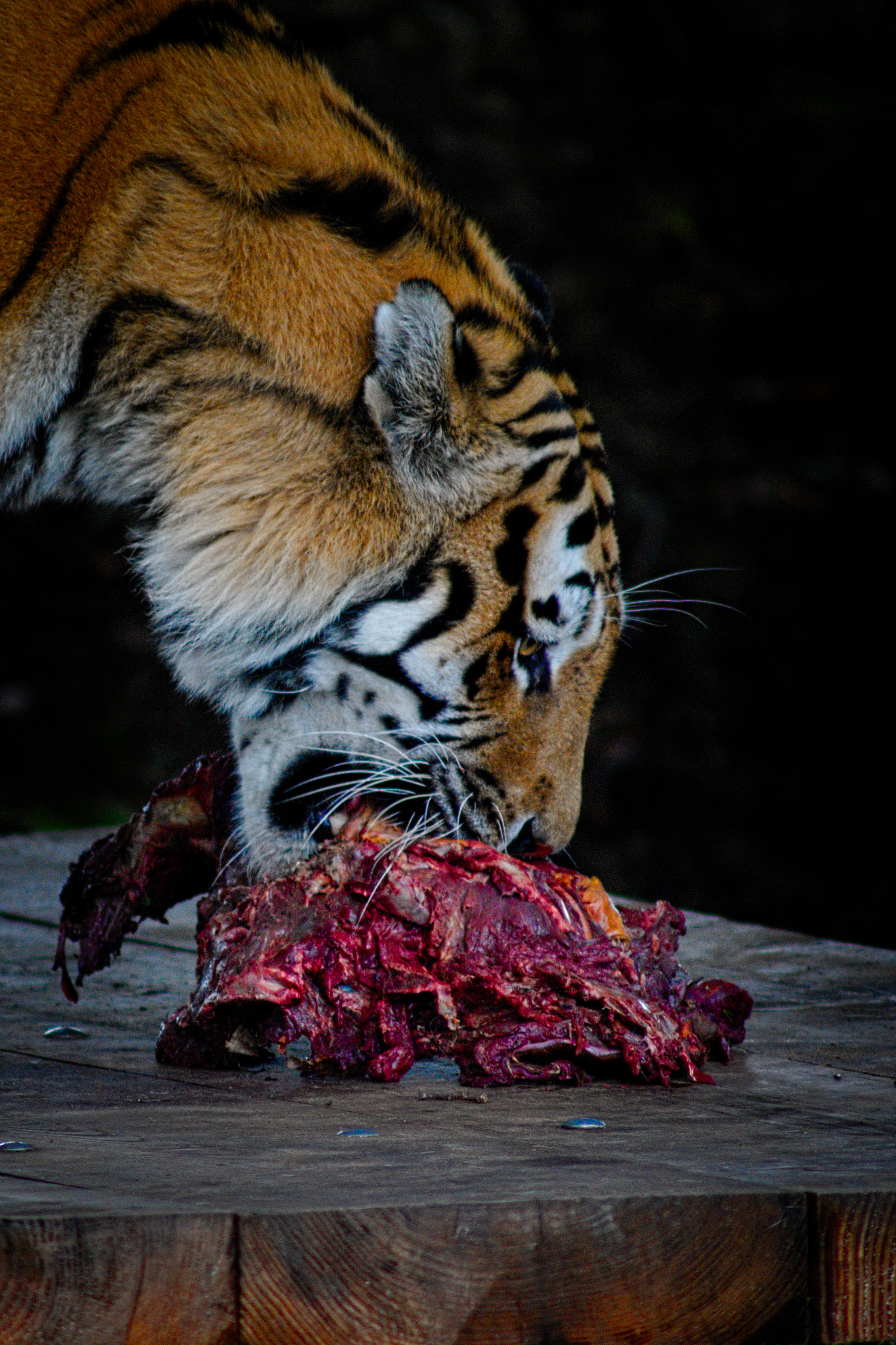 Nikon D700 + Sigma APO 400mm F5.6 sample photo. Tiger photography