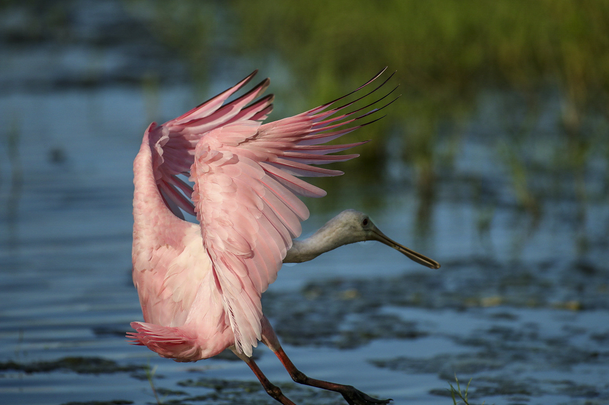 Canon EF 600mm f/4L IS sample photo. Copy photography