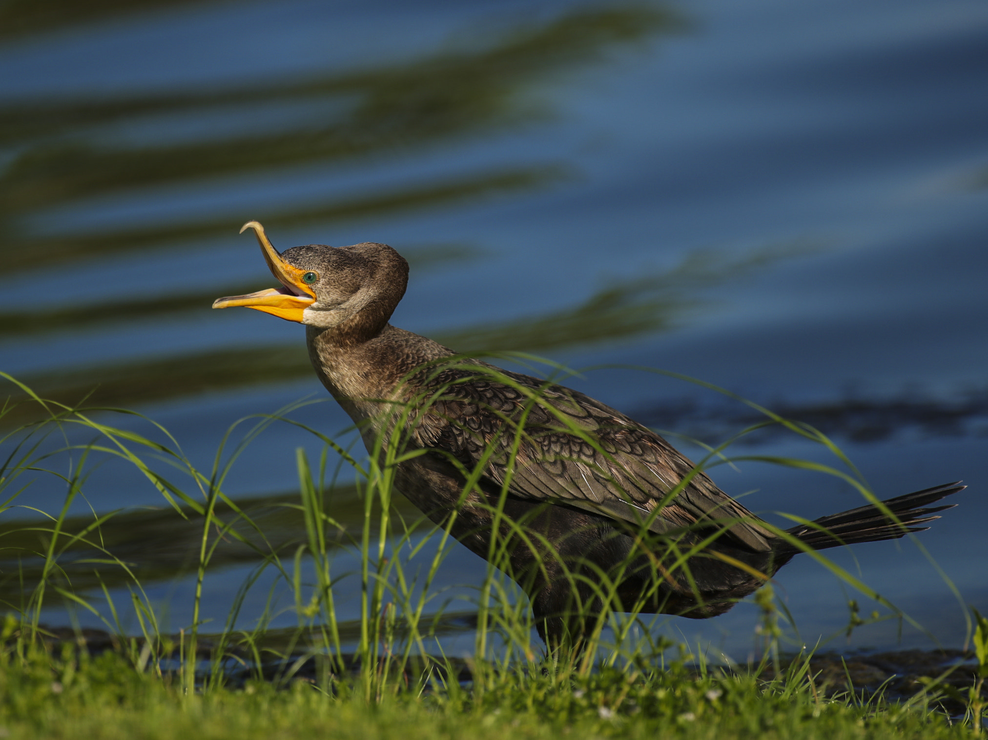 Canon EF 600mm f/4L IS sample photo. Copy photography