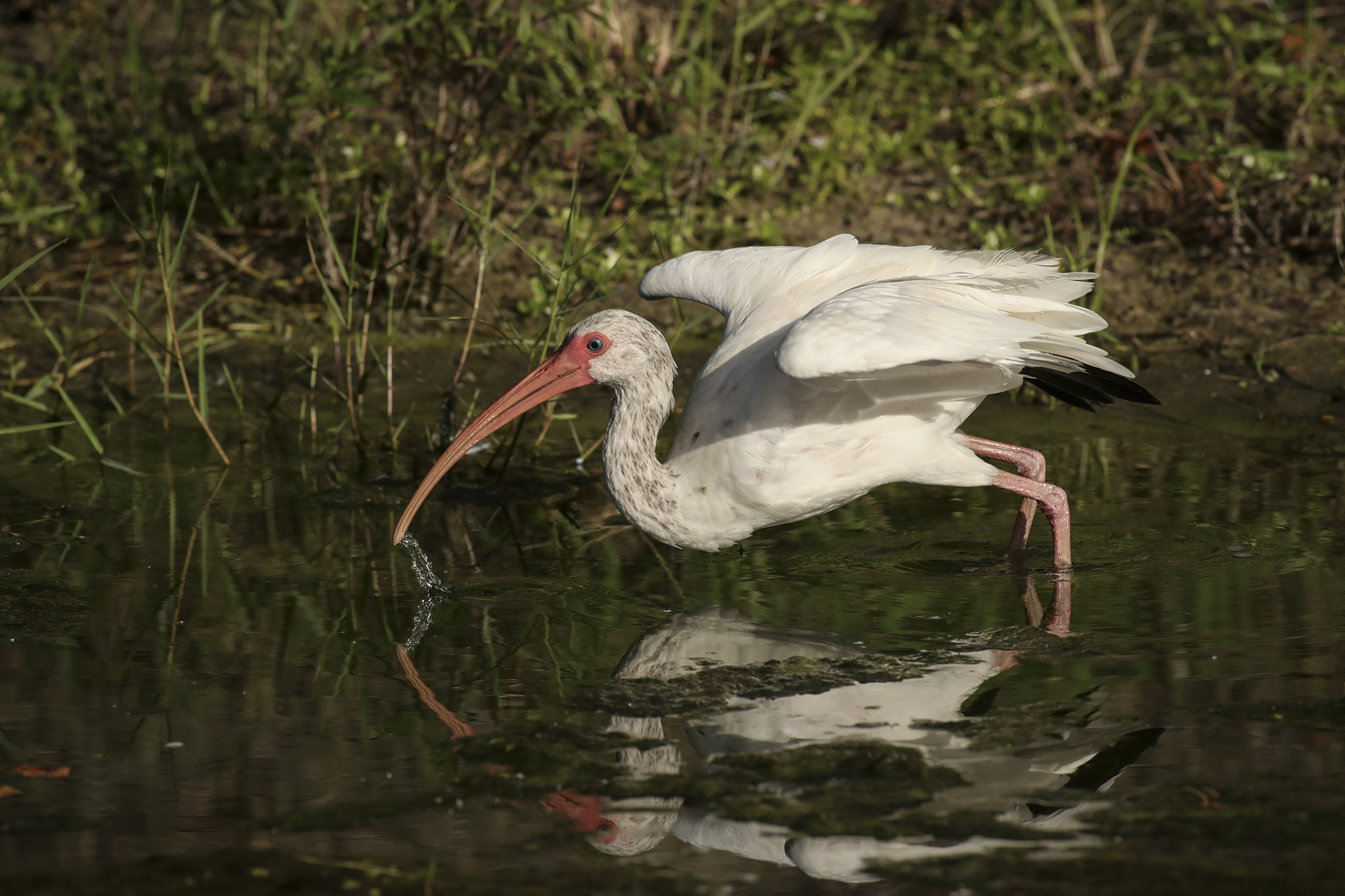 Canon EF 600mm f/4L IS sample photo. Copy photography