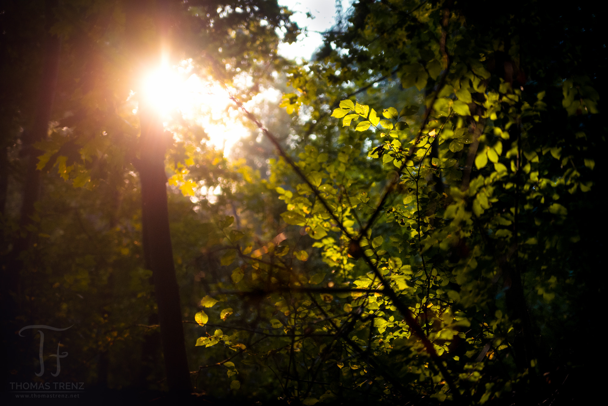 Nikon D600 sample photo. Forest sunset photography