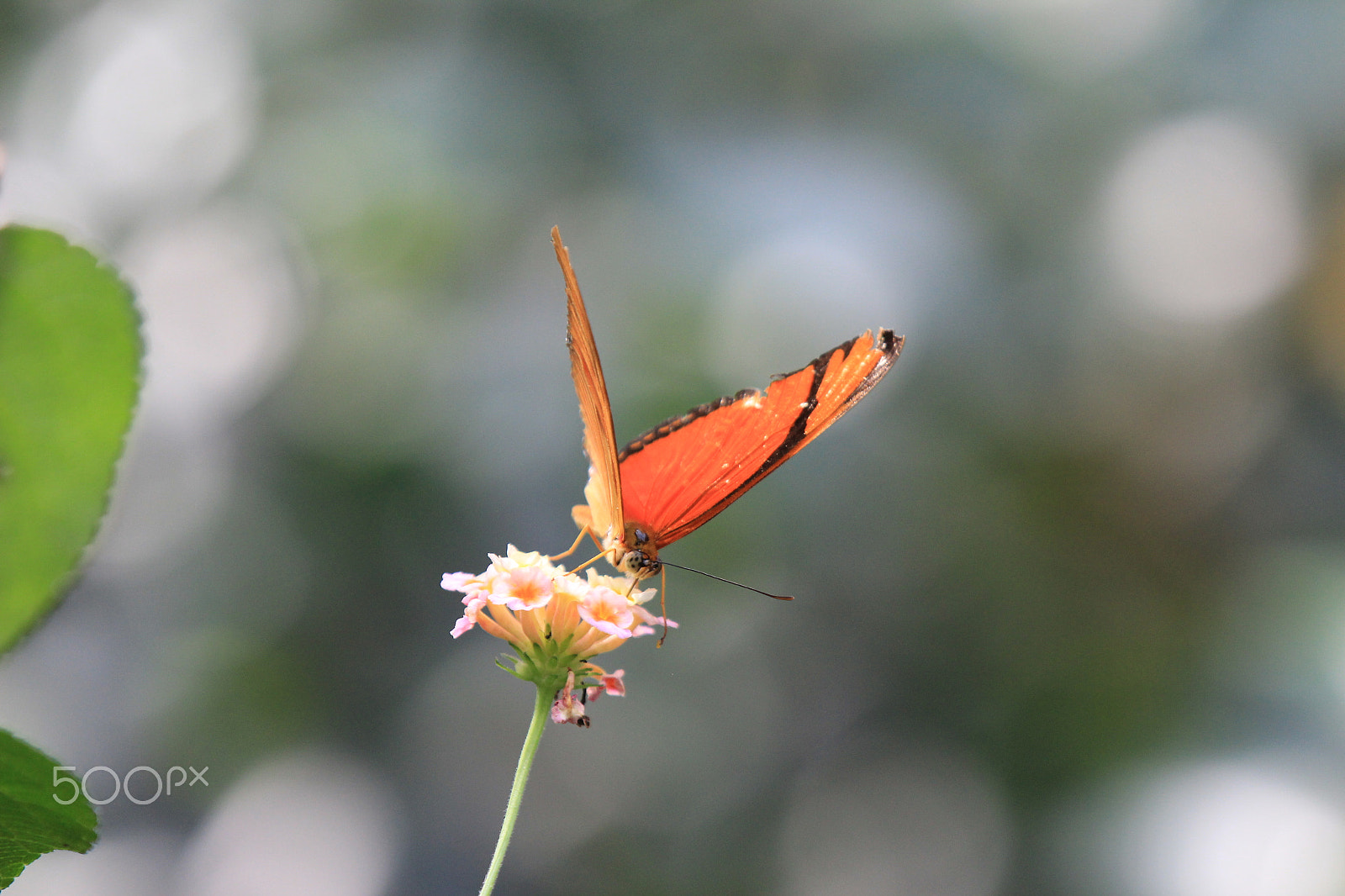 Canon EF 70-200mm F2.8L IS II USM sample photo. Stuttgart zoo no.3 photography