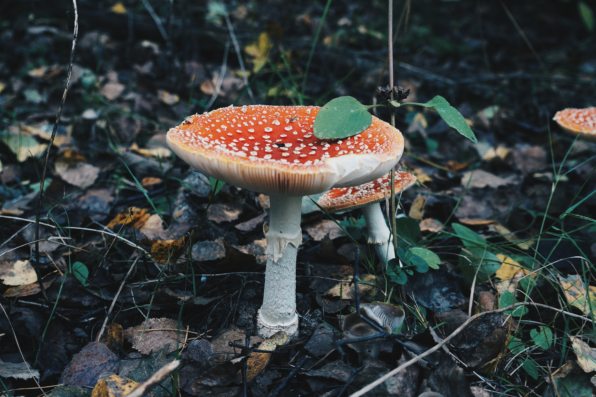 Sony E 18-50mm F4-5.6 sample photo