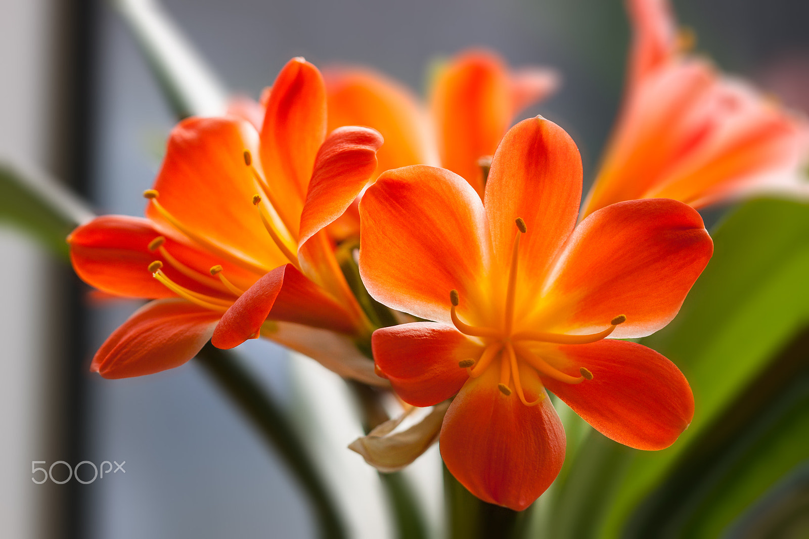 Sigma APO Macro 150mm f/2.8 EX DG HSM sample photo. Clivia photography