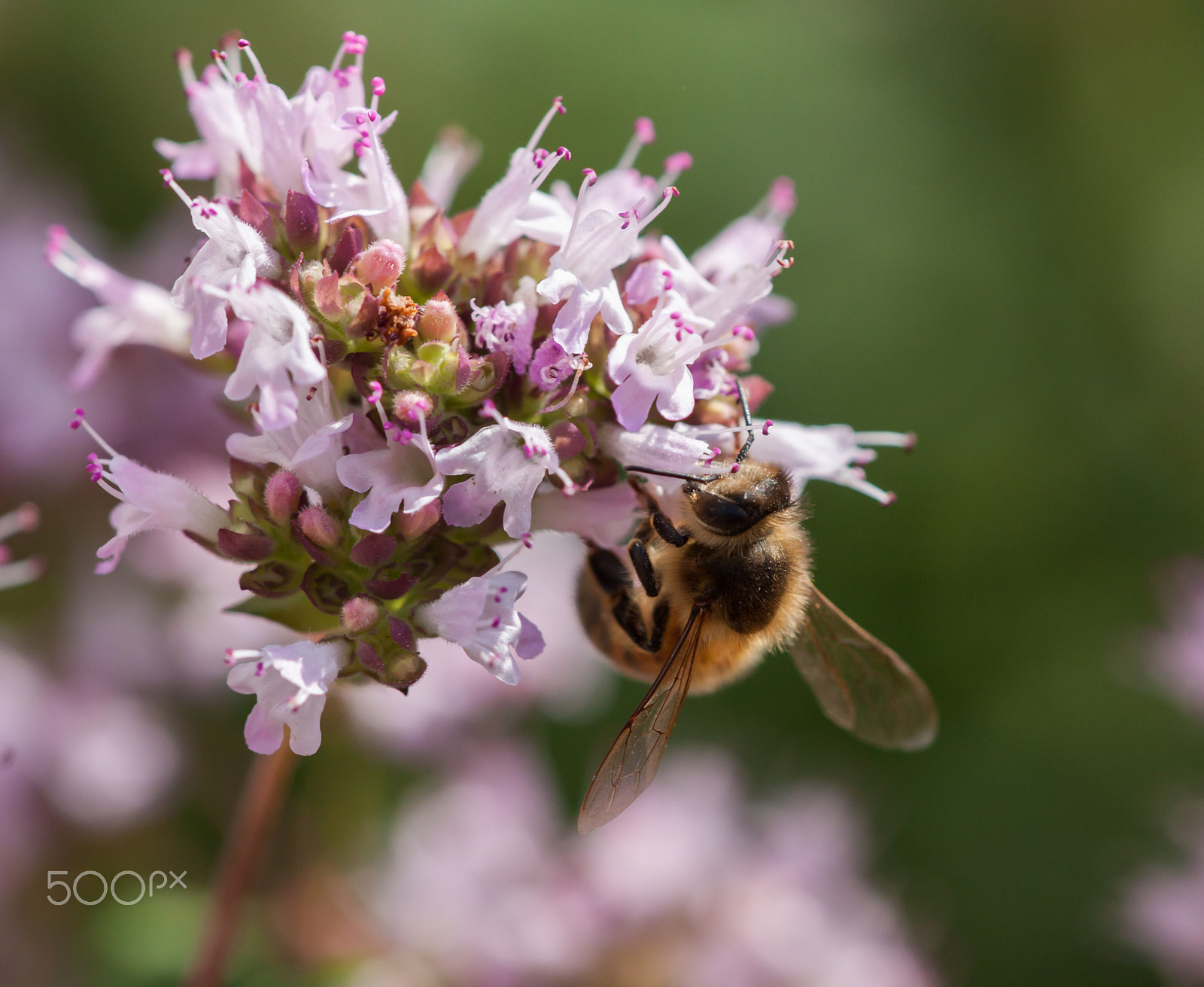 Sigma APO Macro 150mm f/2.8 EX DG HSM sample photo. Worker bee photography
