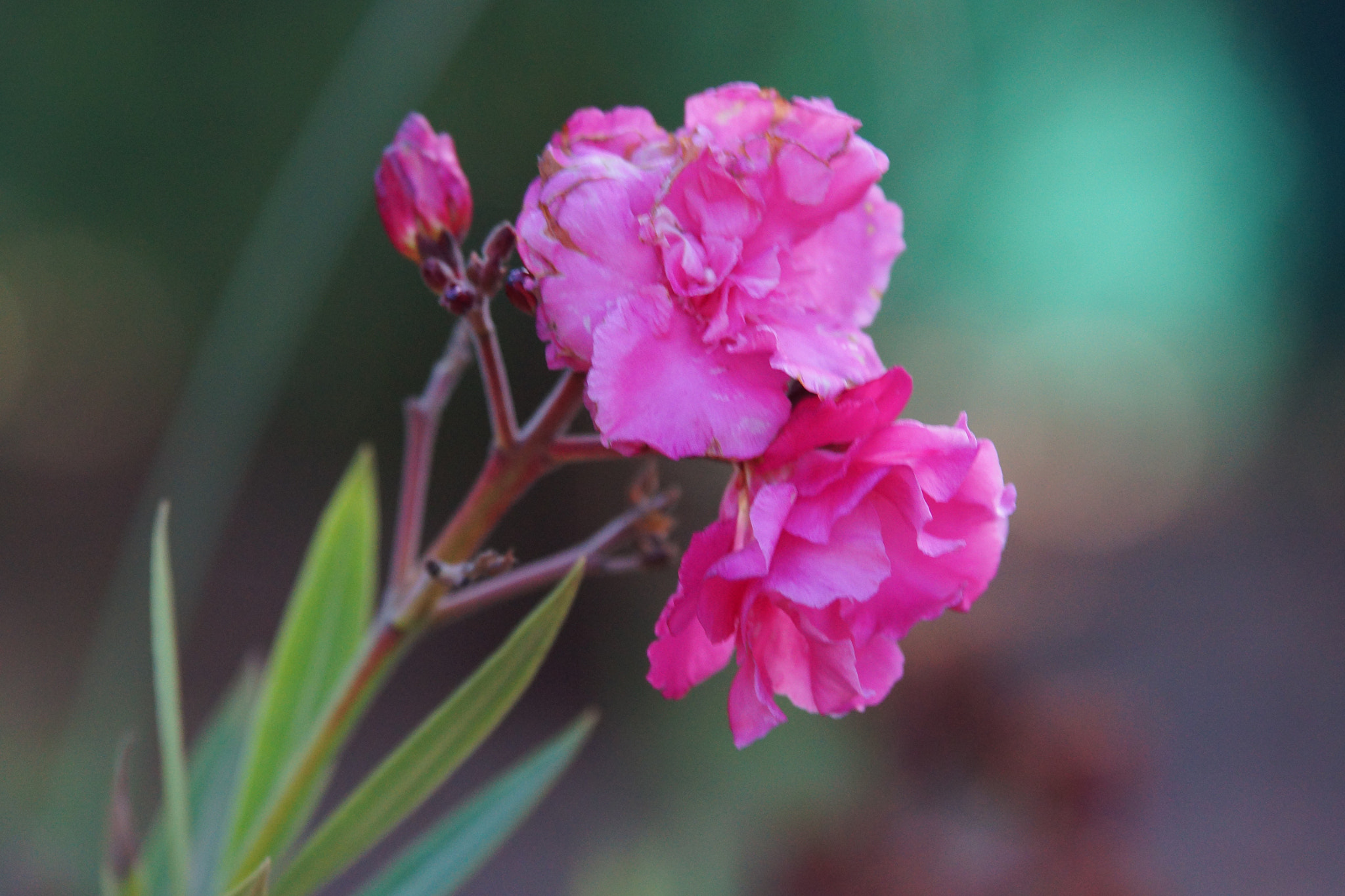 Sigma 70-200mm F2.8 EX DG Macro HSM II sample photo. Fleurs photography