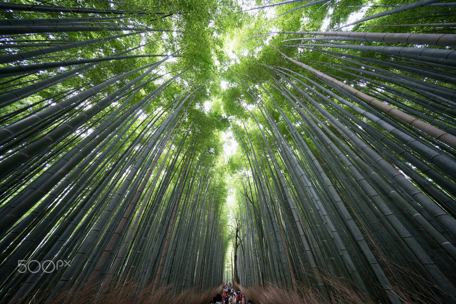 Sony a7R II + Voigtlander HELIAR-HYPER WIDE 10mm F5.6 sample photo. Bamboo forest, kyoto photography