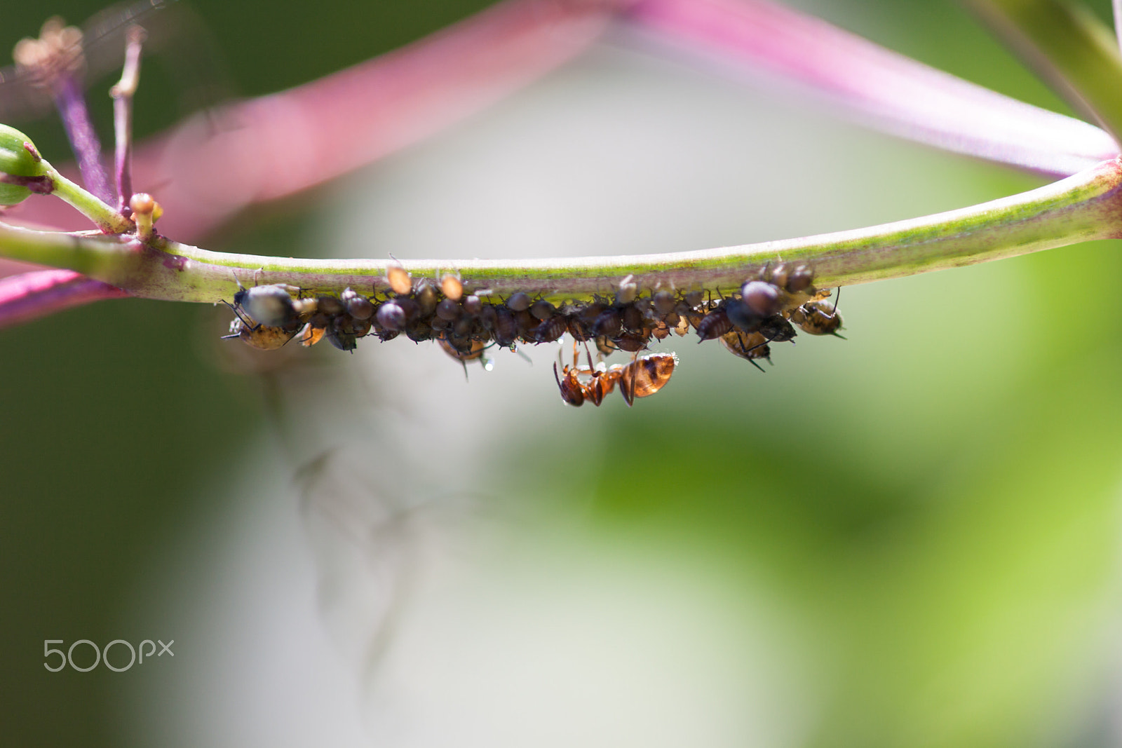 Sigma APO Macro 150mm f/2.8 EX DG HSM sample photo. Ant milking. photography