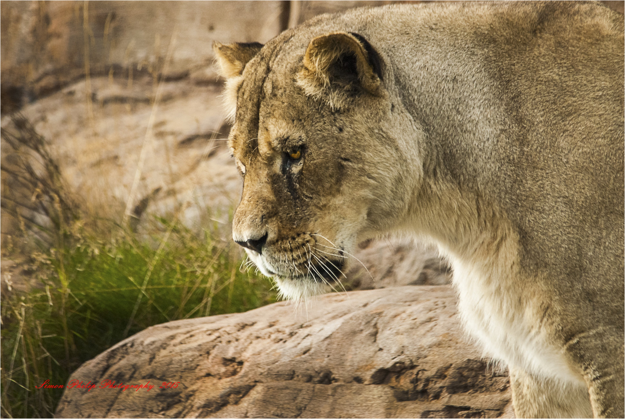 Sigma 150-500mm F5-6.3 DG OS HSM sample photo. Curious cat photography