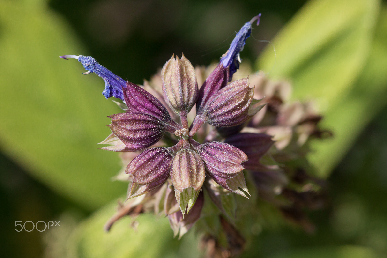 Sigma APO Macro 150mm f/2.8 EX DG HSM sample photo. Salie, sage. photography