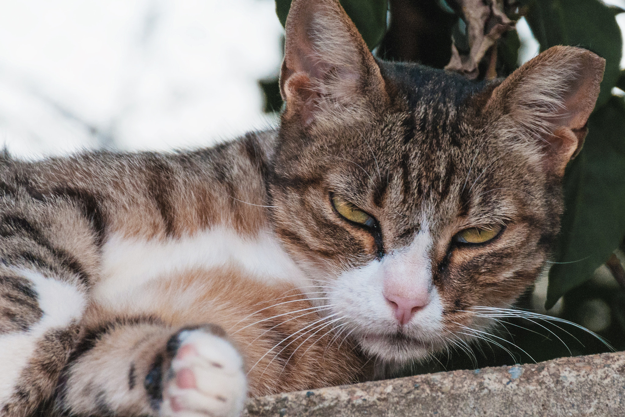 Nikon D300 sample photo. A chance meeting photography