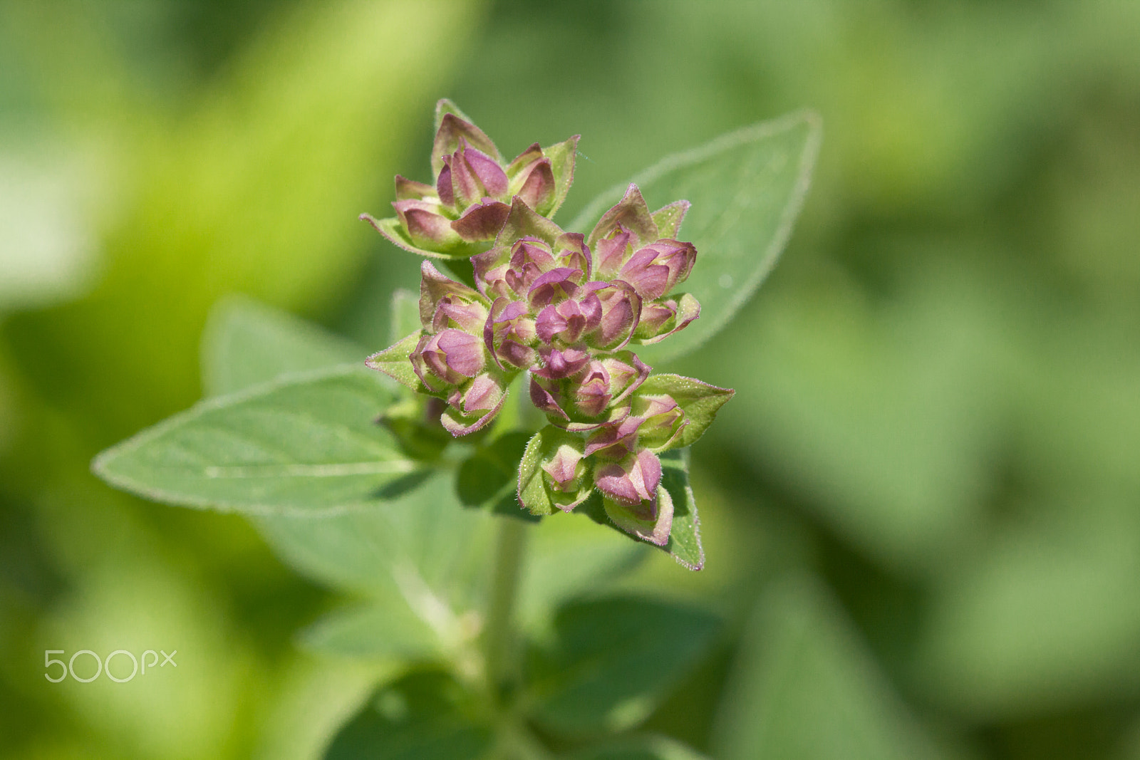 Sigma APO Macro 150mm f/2.8 EX DG HSM sample photo. A herb. photography
