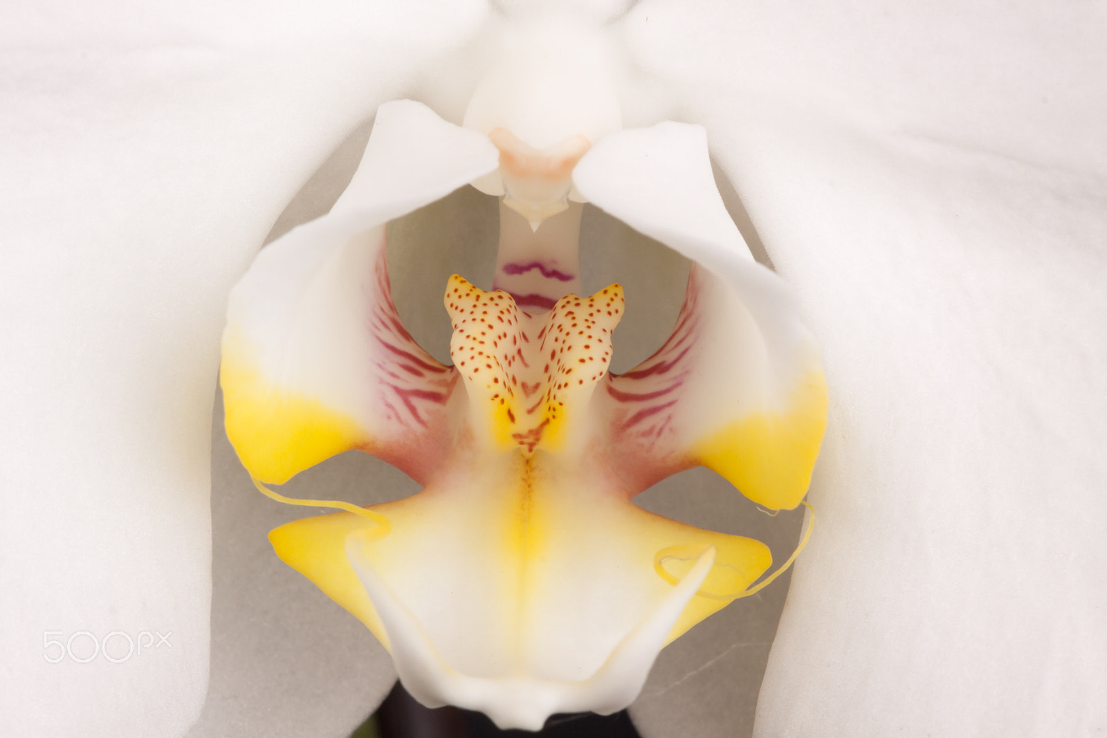 Sigma APO Macro 150mm f/2.8 EX DG HSM sample photo. Orchideae photography