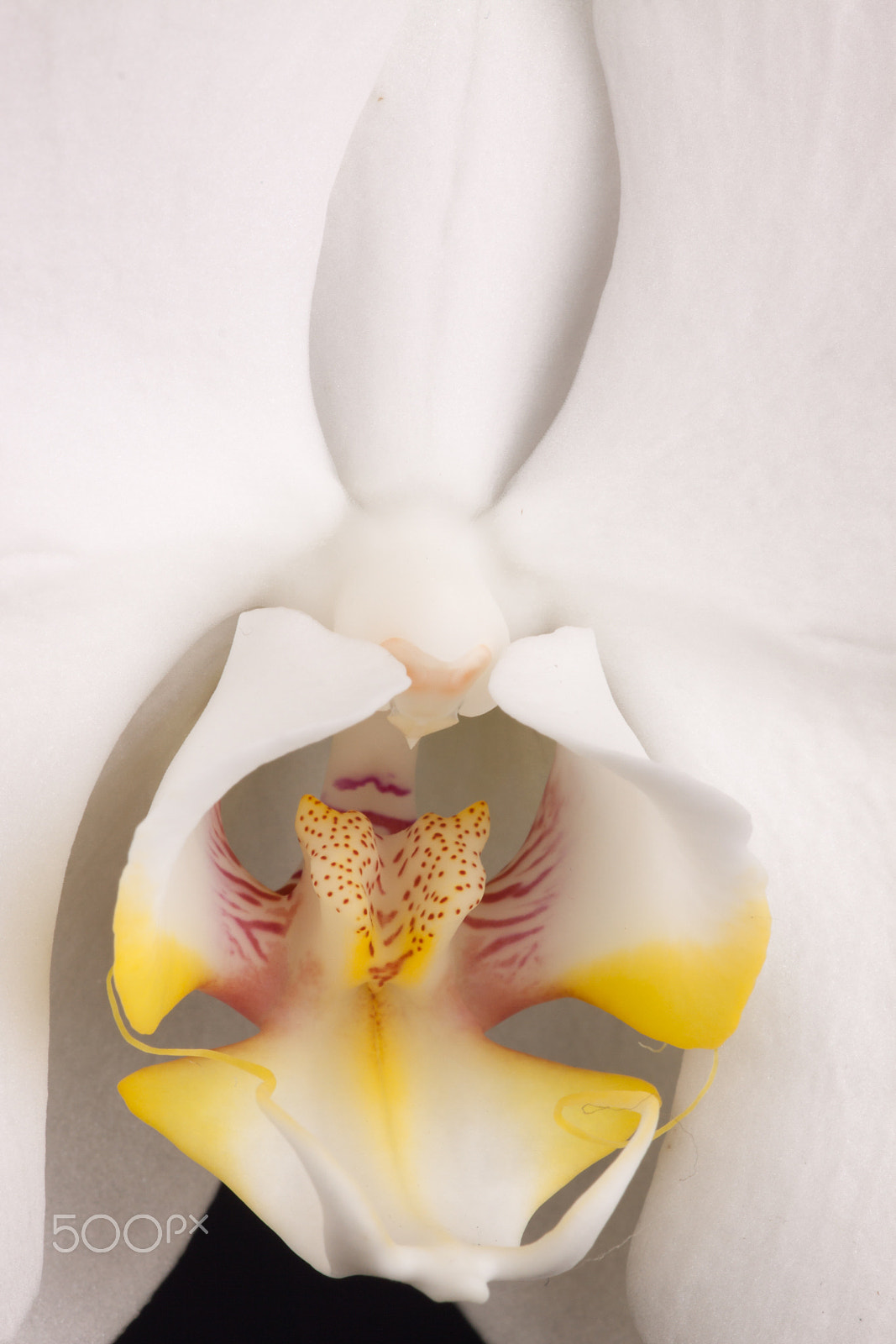 Sigma APO Macro 150mm f/2.8 EX DG HSM sample photo. Orchideae photography