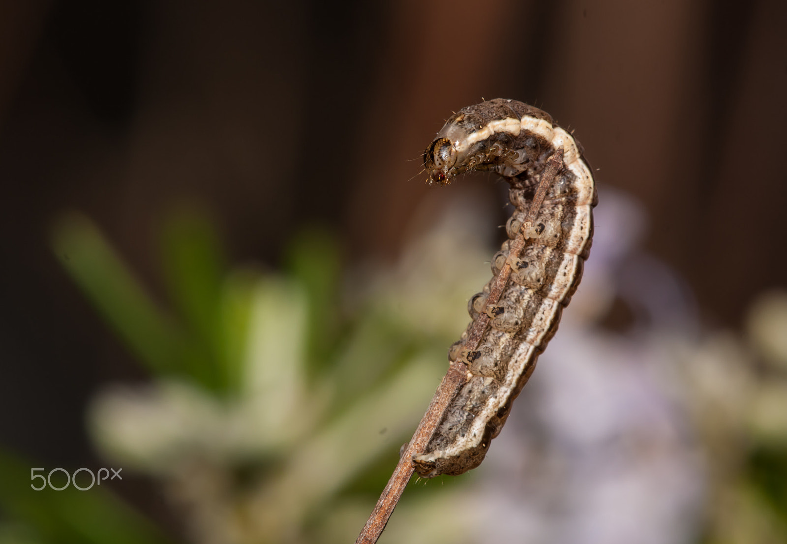Sigma APO Macro 150mm f/2.8 EX DG HSM sample photo. Catepiller on a stick. photography
