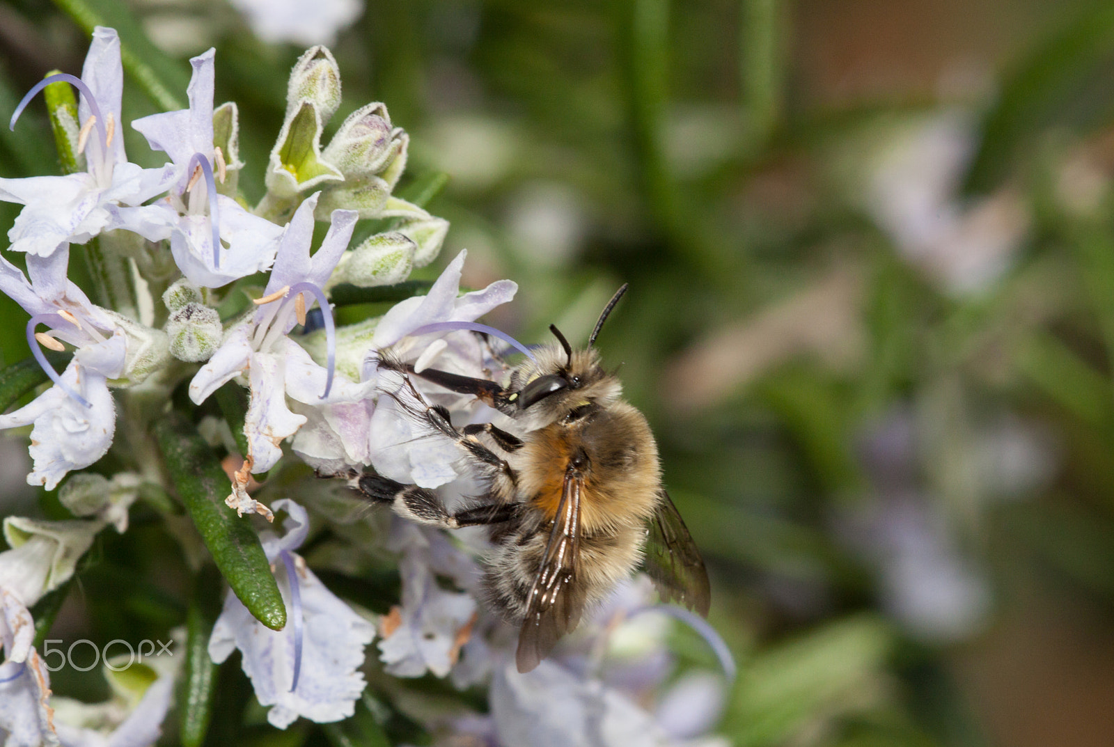 Sigma APO Macro 150mm f/2.8 EX DG HSM sample photo. Akkerhommel , field bumblebee on rosemary.  photography