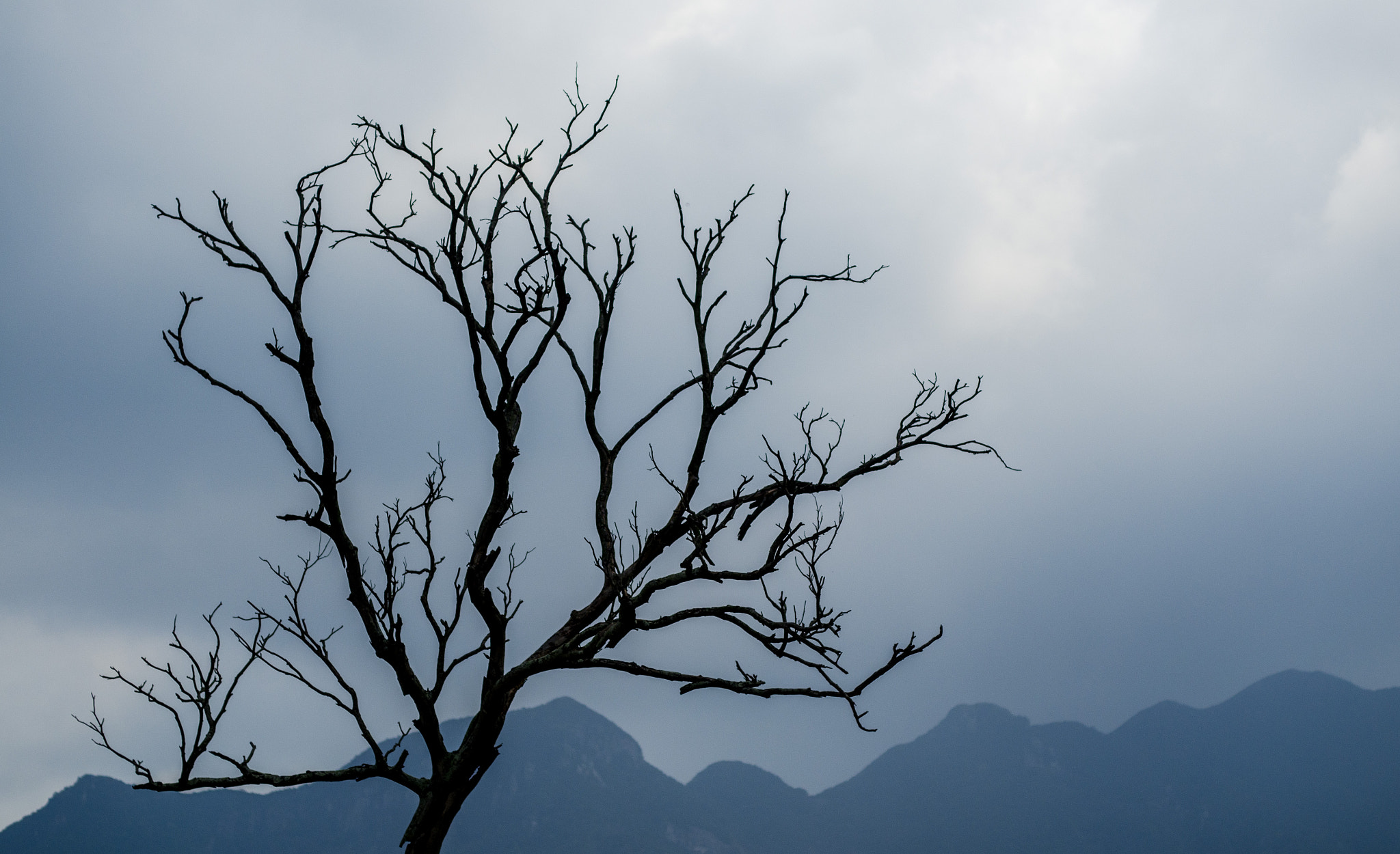 ZEISS Makro-Planar T* 50mm F2 sample photo. Withered tree photography