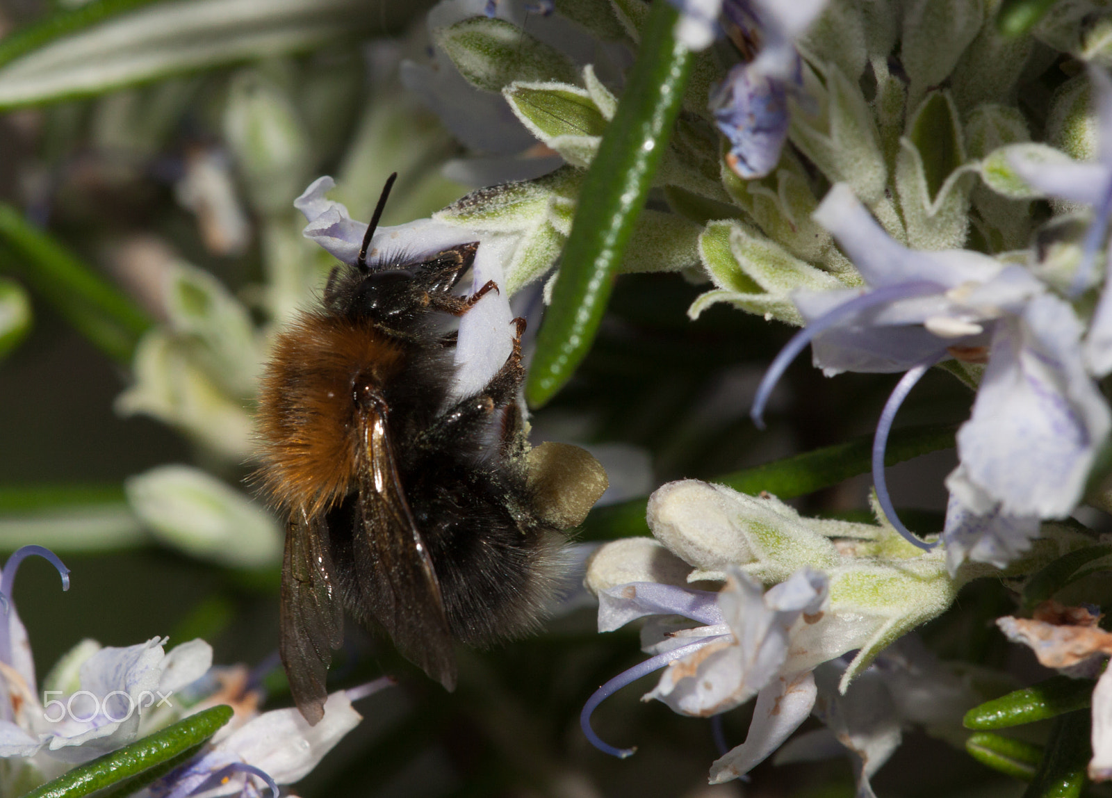 Sigma APO Macro 150mm f/2.8 EX DG HSM sample photo. Akkerhommel , field bumblebee on rosemary. photography