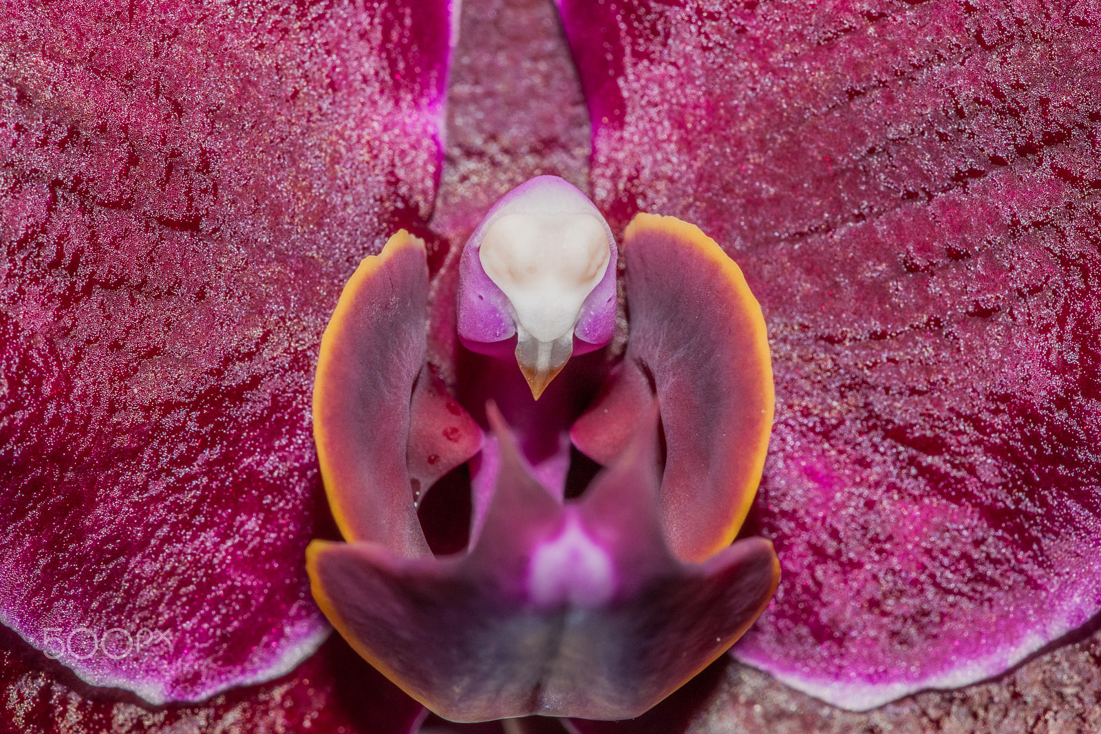 Canon EOS 50D + Sigma APO Macro 150mm f/2.8 EX DG HSM sample photo. Phalaenopsis pink, orichid photography