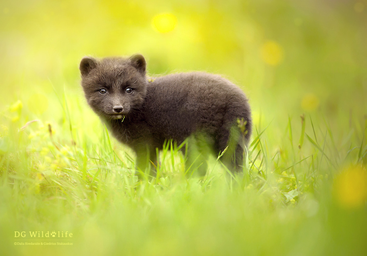 Canon EOS-1D X + Canon EF 300mm F2.8L IS II USM sample photo. Arctic fox cub photography