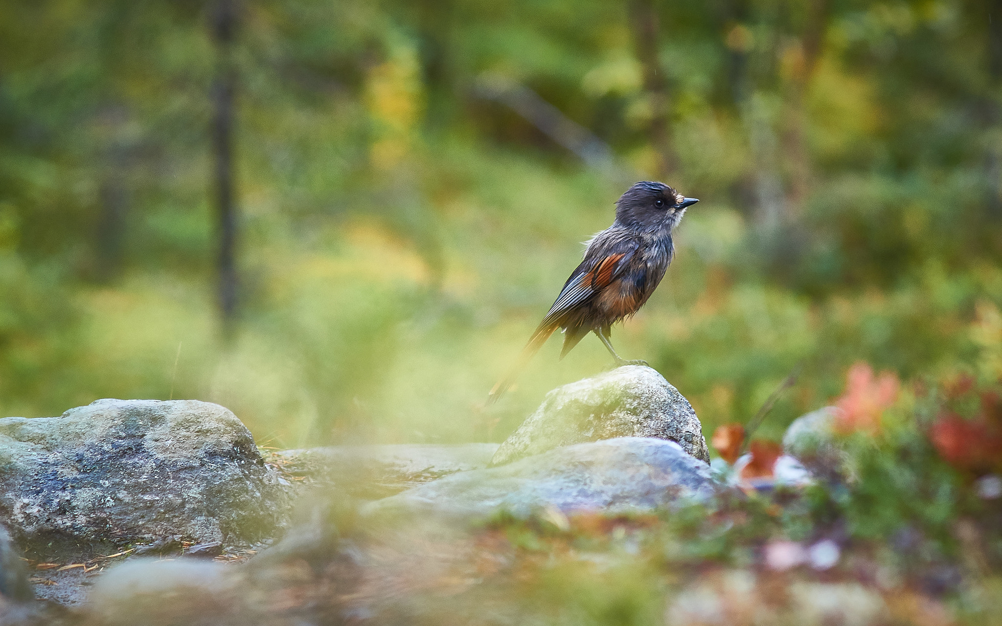 Sony SLT-A58 sample photo. Siberian jay photography