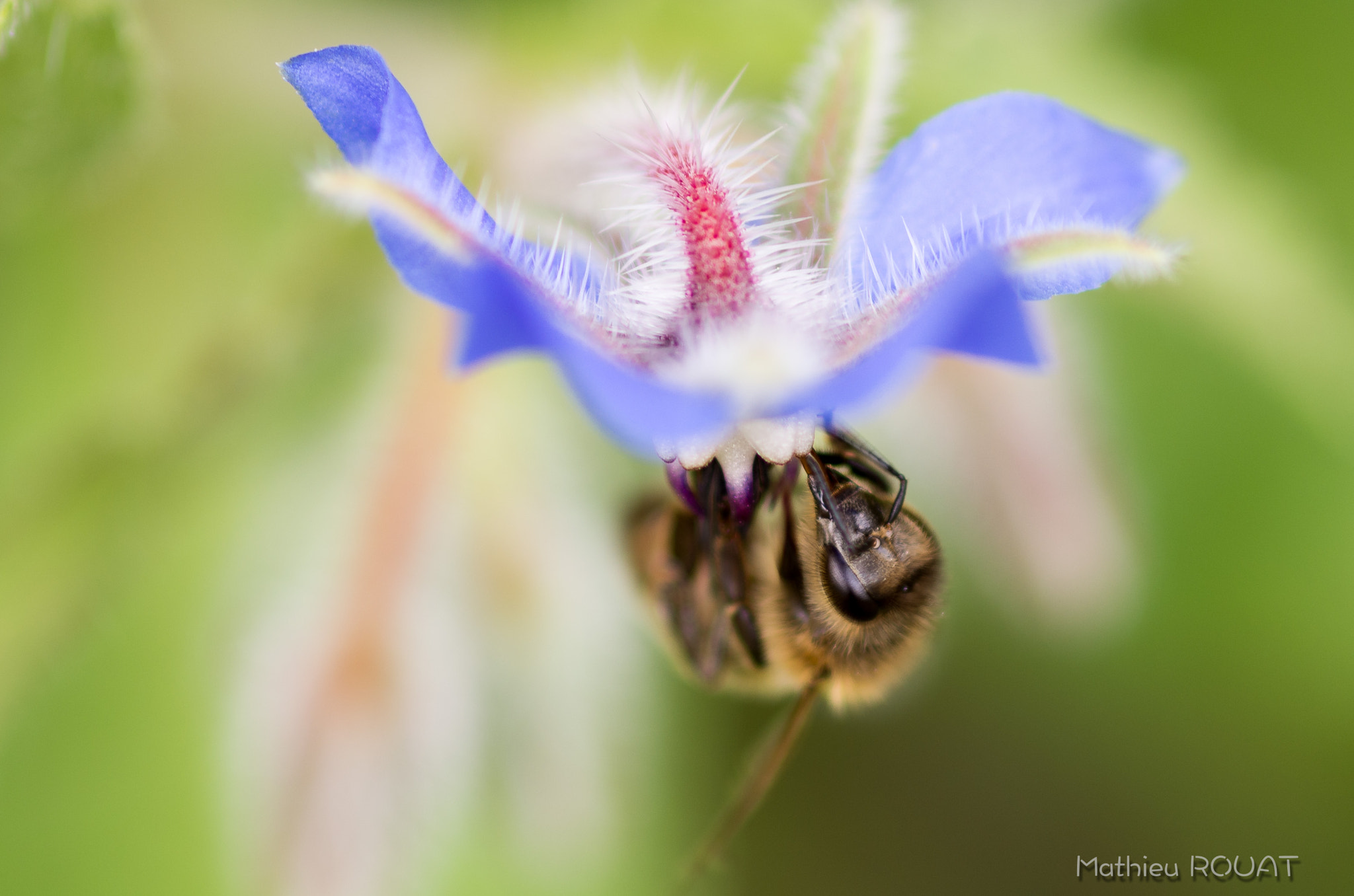 Pentax K-5 IIs + smc PENTAX-FA Macro 100mm F2.8 sample photo. Bee on flower photography