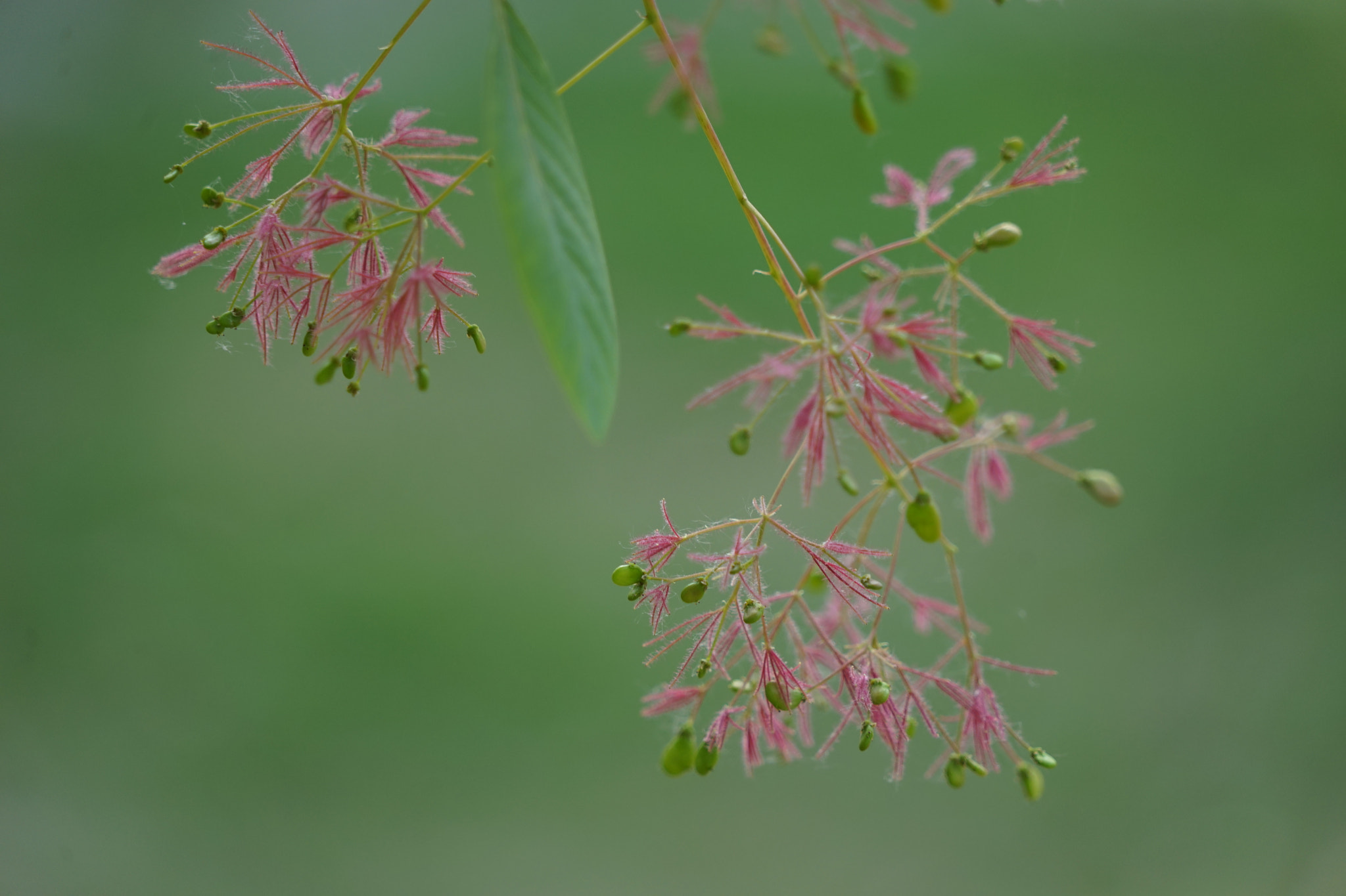 Sony a7 + Sony FE 24-240mm F3.5-6.3 OSS sample photo. 黄栌 photography