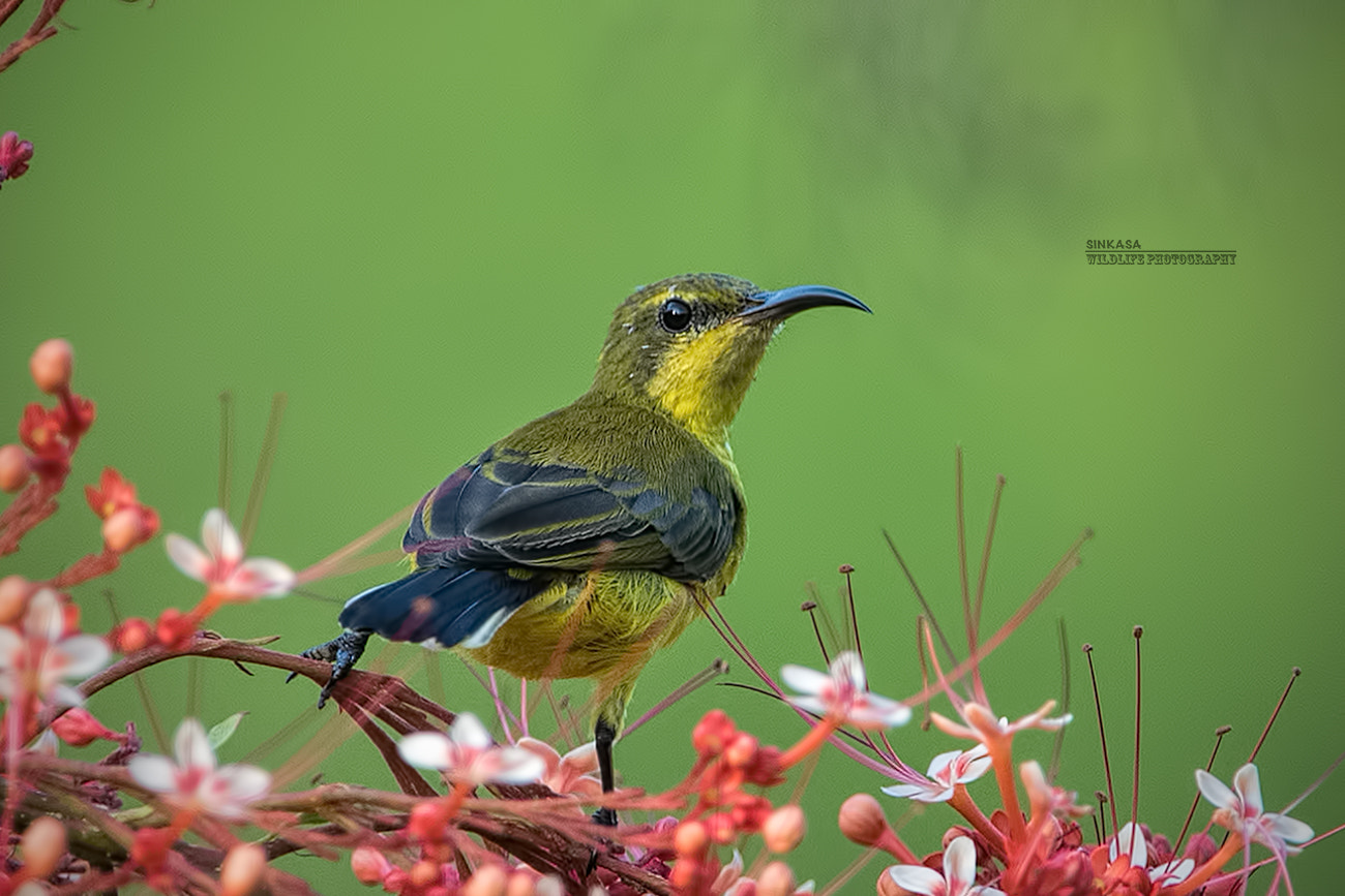Nikon AF-S Nikkor 400mm F2.8G ED VR II sample photo. Bird & flowers photography