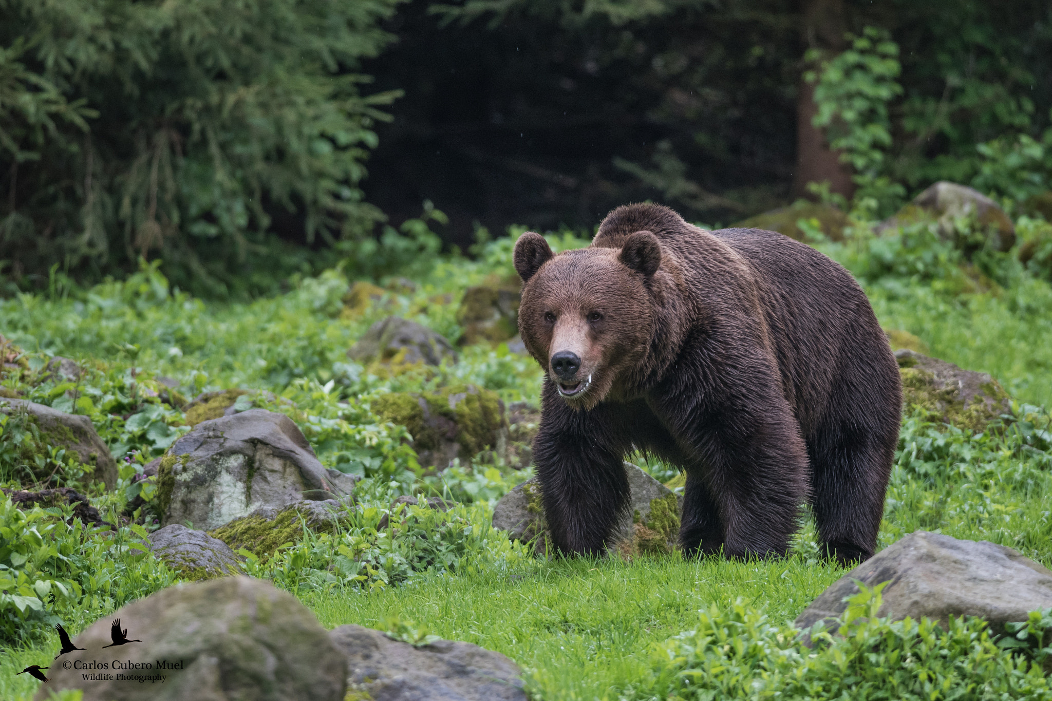 Nikon D750 + Nikon AF-S Nikkor 300mm F4D ED-IF sample photo. Big brown bear photography