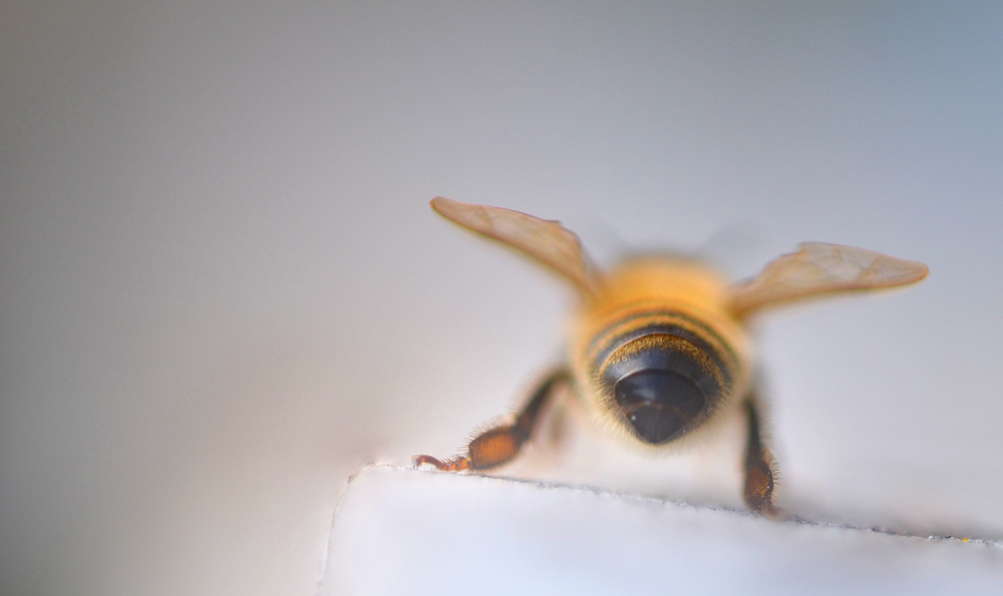 Sigma 105mm F2.8 EX DG OS HSM sample photo. Impatient . . . ... photography
