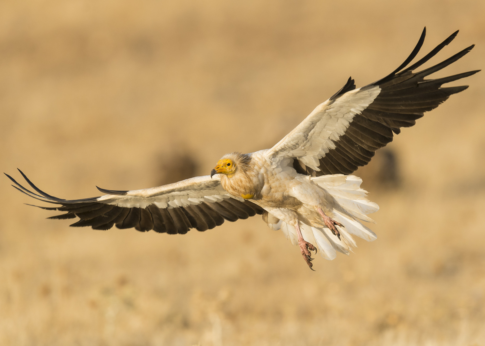 Nikon D610 + Nikon AF-S Nikkor 600mm F4G ED VR sample photo. Alimoche común photography