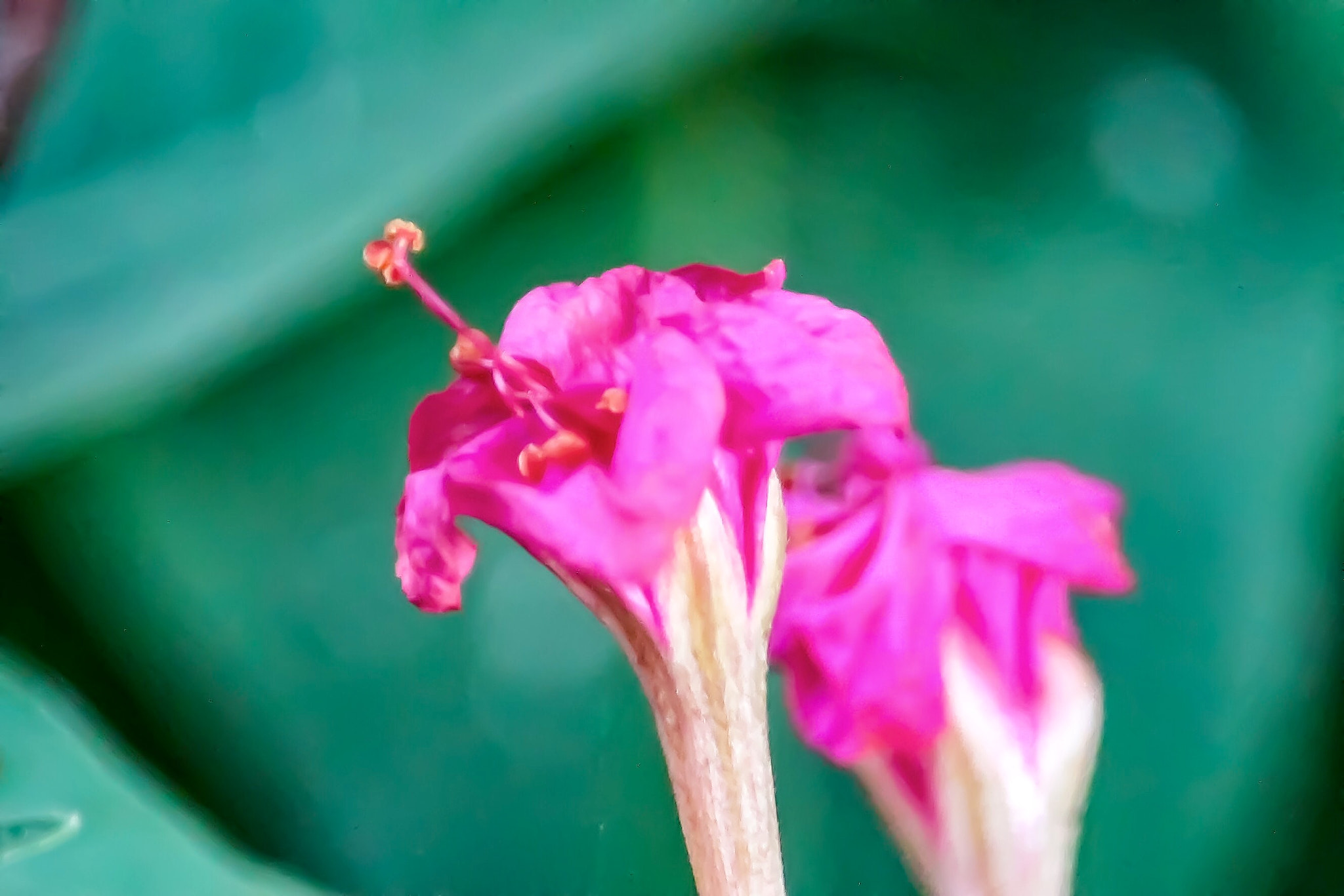 Canon EF-S 55-250mm F4-5.6 IS II sample photo. Amazing macro photography
