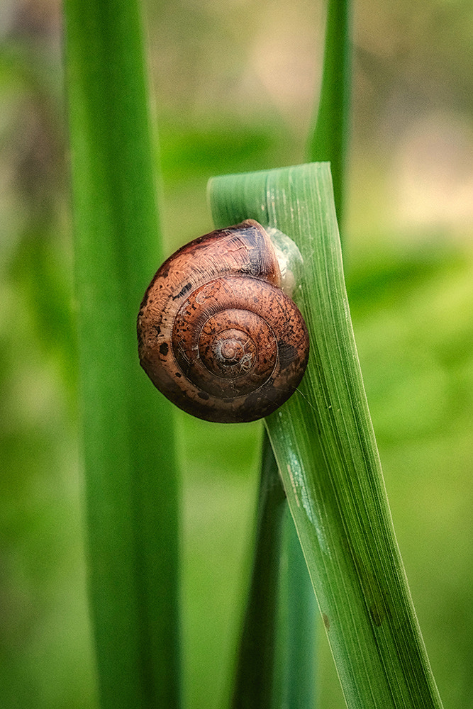 Fujifilm X-E2 + Fujifilm XF 60mm F2.4 R Macro sample photo. Золотая спираль... photography