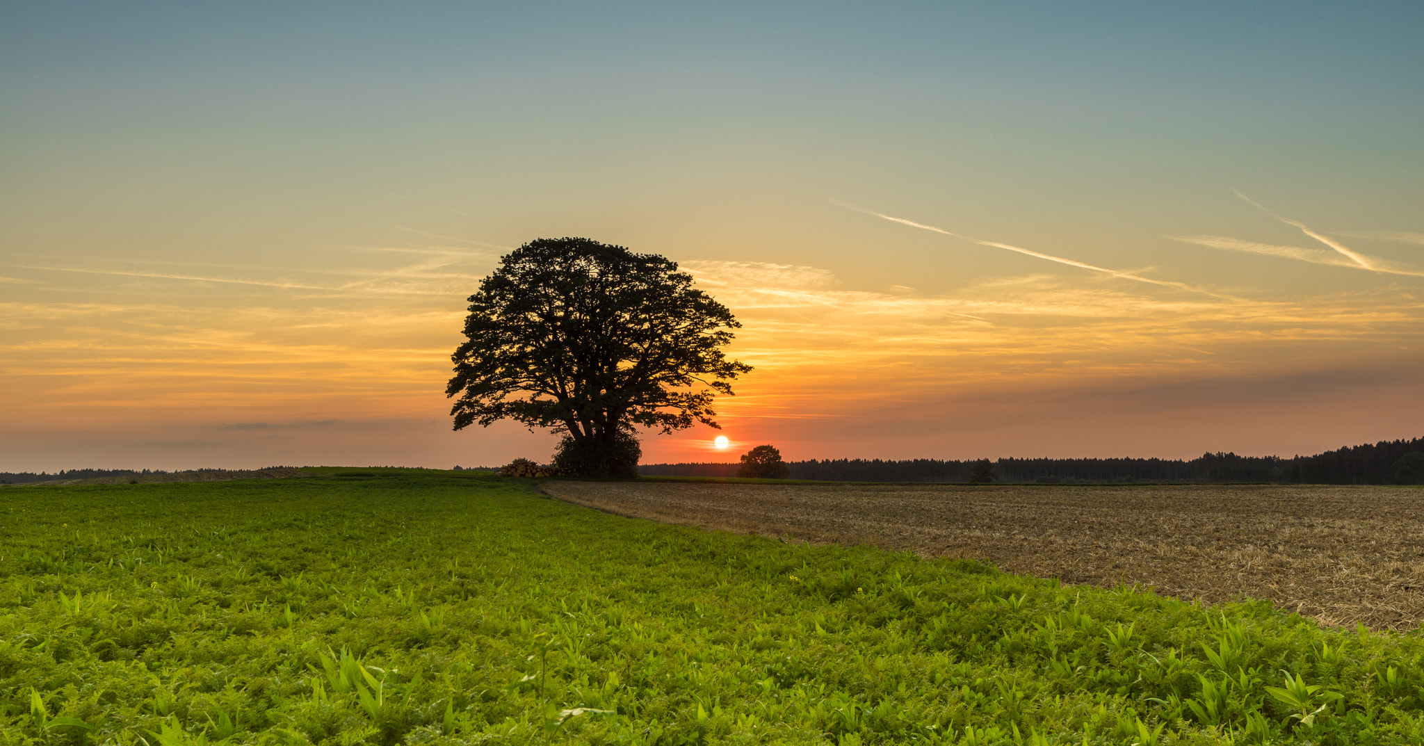 Sony a7R + Sony Vario-Sonnar T* 16-35mm F2.8 ZA SSM sample photo. The tree photography