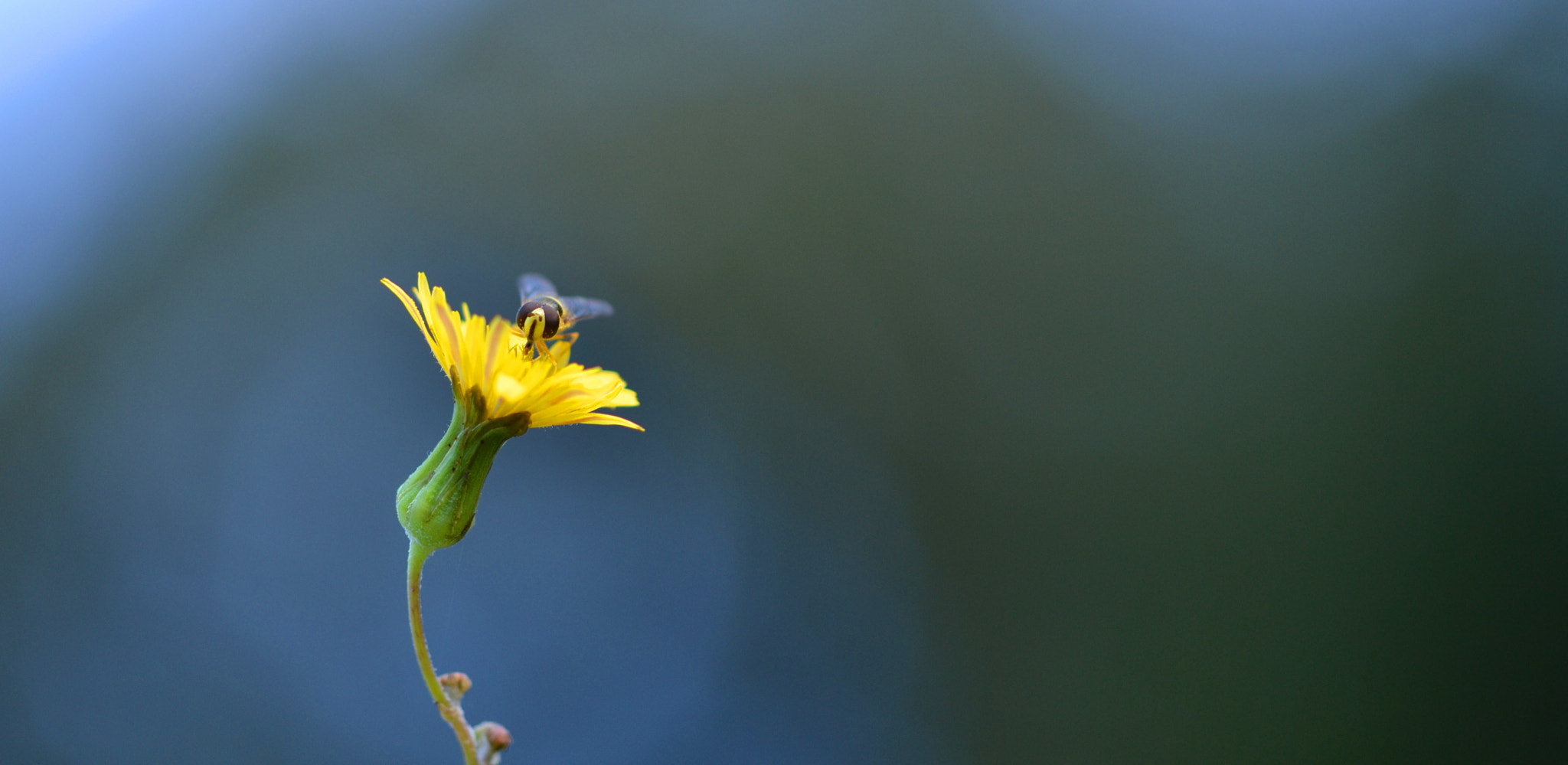 Sigma 105mm F2.8 EX DG OS HSM sample photo. C photography