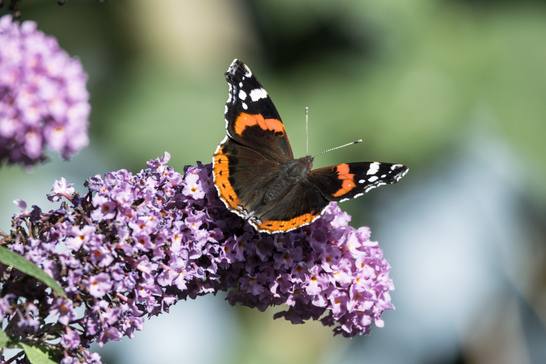 Sigma 150-600mm F5-6.3 DG OS HSM | C sample photo. Butterfly photography