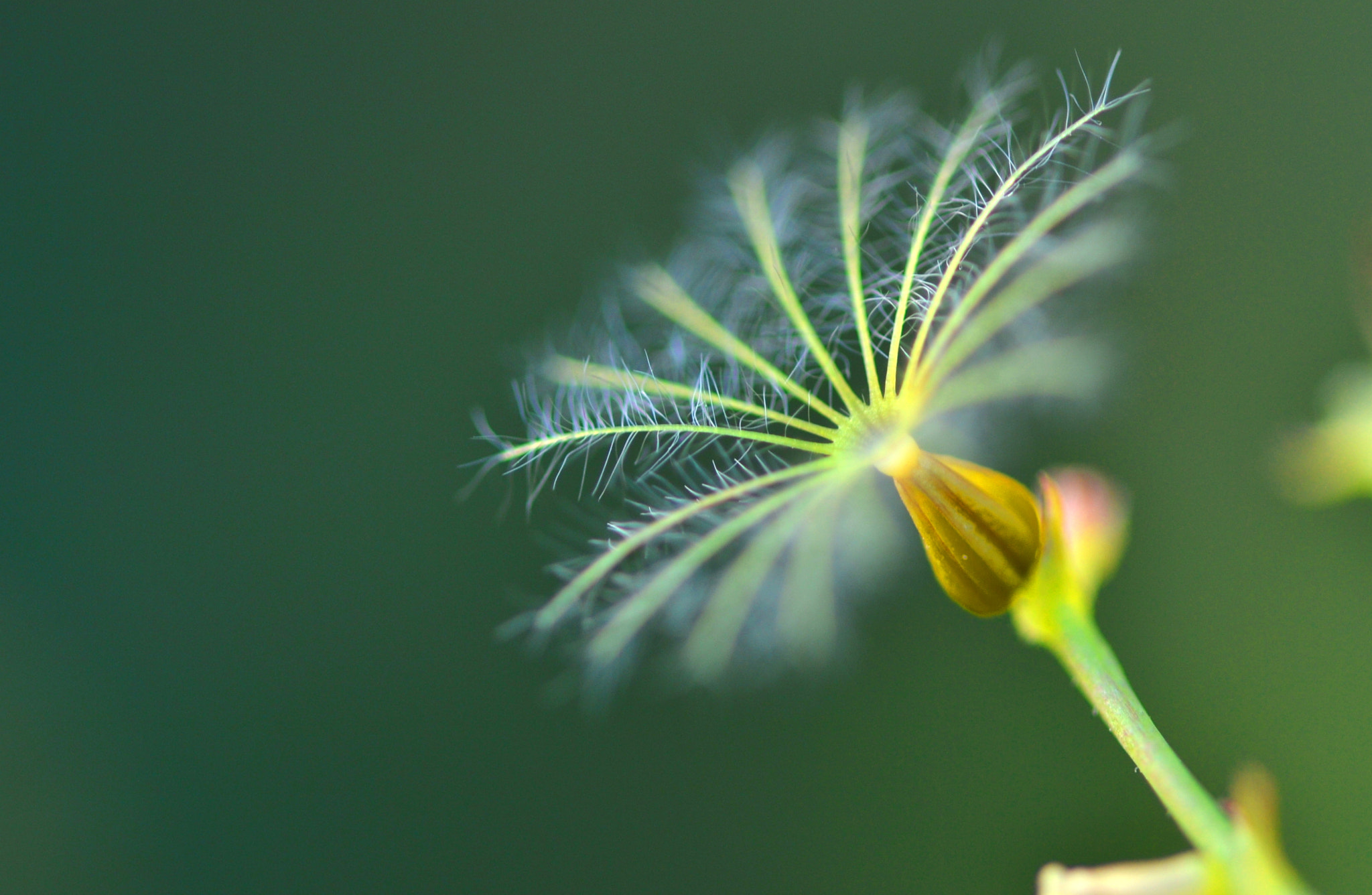 Sigma 105mm F2.8 EX DG OS HSM sample photo. Natural radar photography