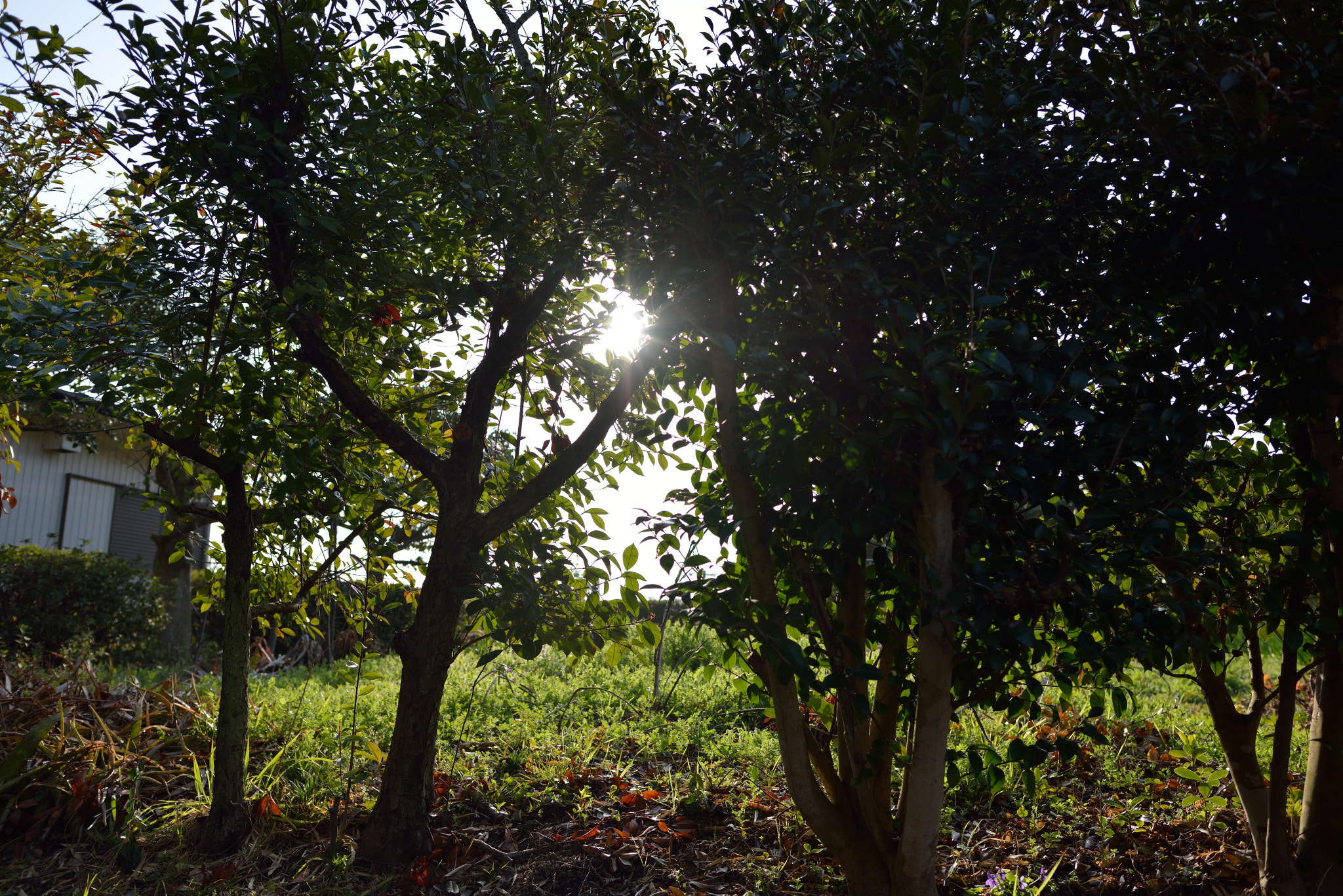 Nikon D800 + Nikon AF-S Nikkor 24mm F1.8G ED sample photo. Inujima photography