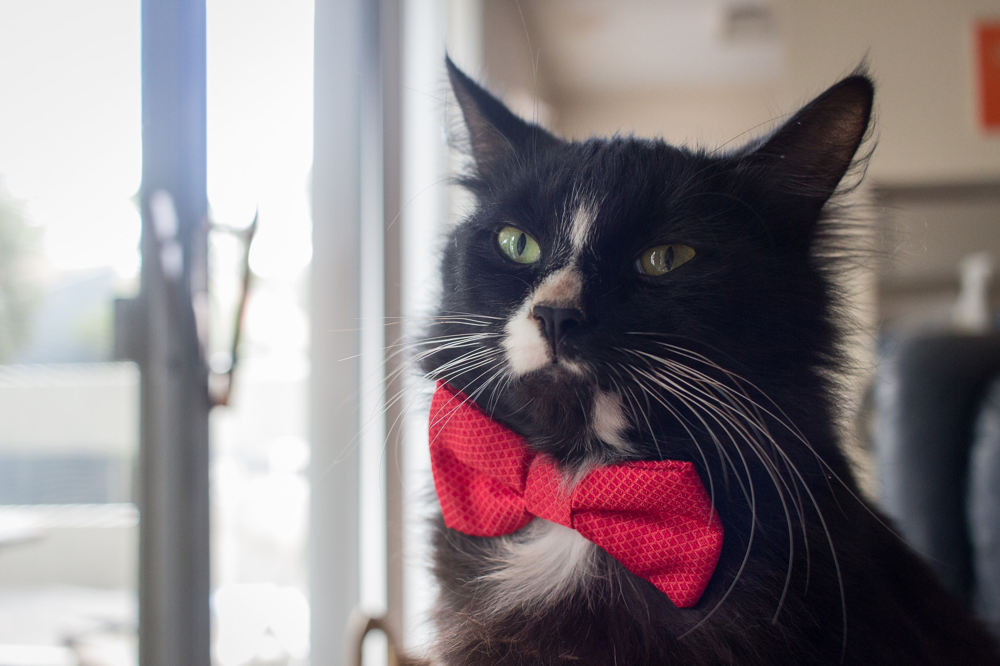 Canon EOS 100D (EOS Rebel SL1 / EOS Kiss X7) sample photo. Caturday | wilmington | nc photography