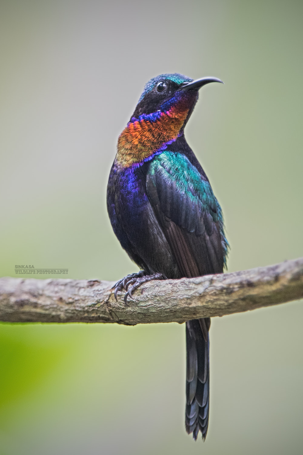 Nikon D5 + Nikon AF-S Nikkor 400mm F2.8G ED VR II sample photo. Copper throated sunbird photography