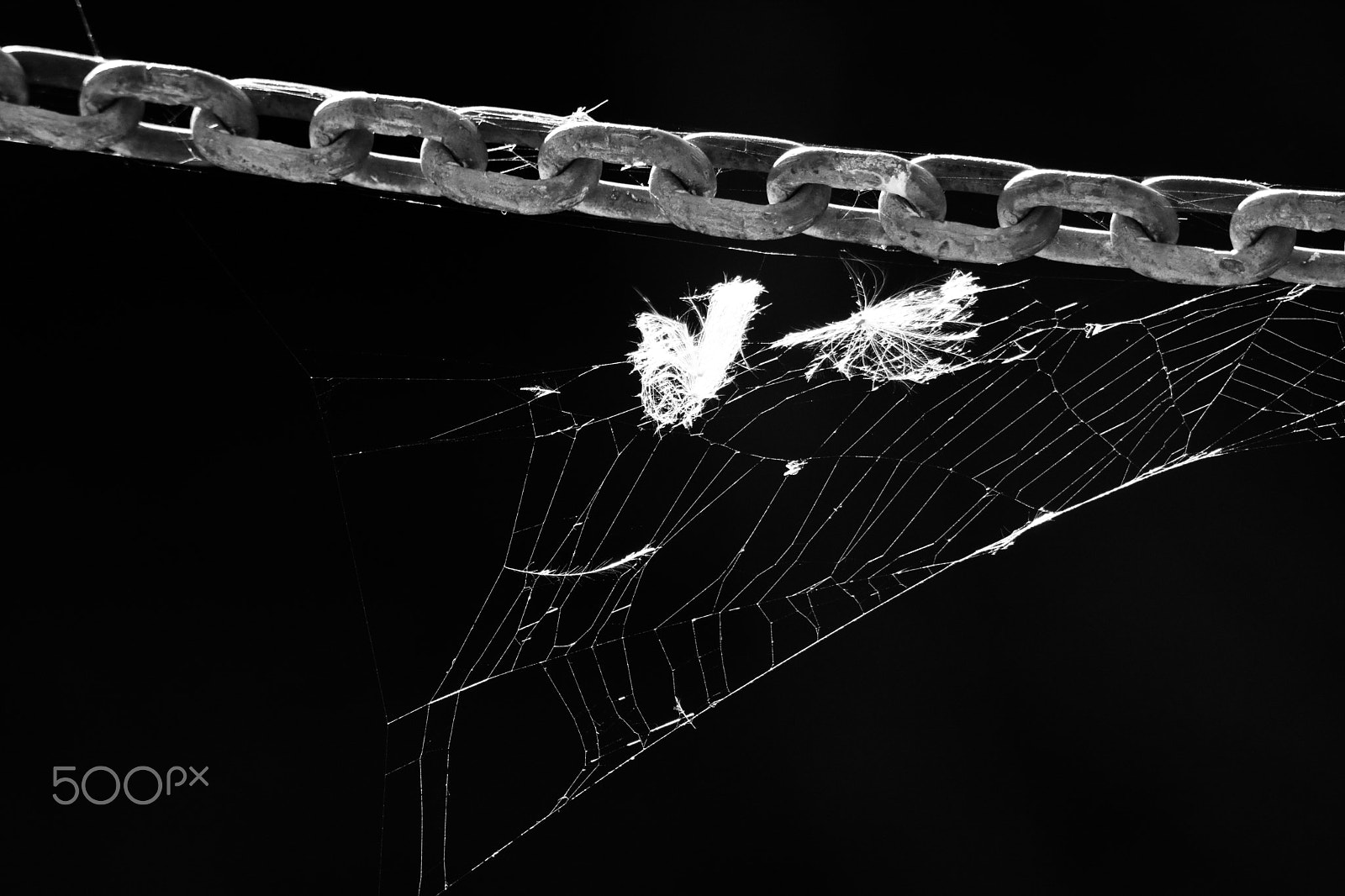 Tamron SP 150-600mm F5-6.3 Di VC USD sample photo. Banksy, spider style photography