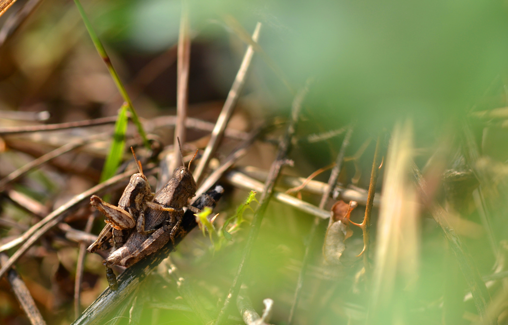 Sigma 105mm F2.8 EX DG OS HSM sample photo. Me and you photography