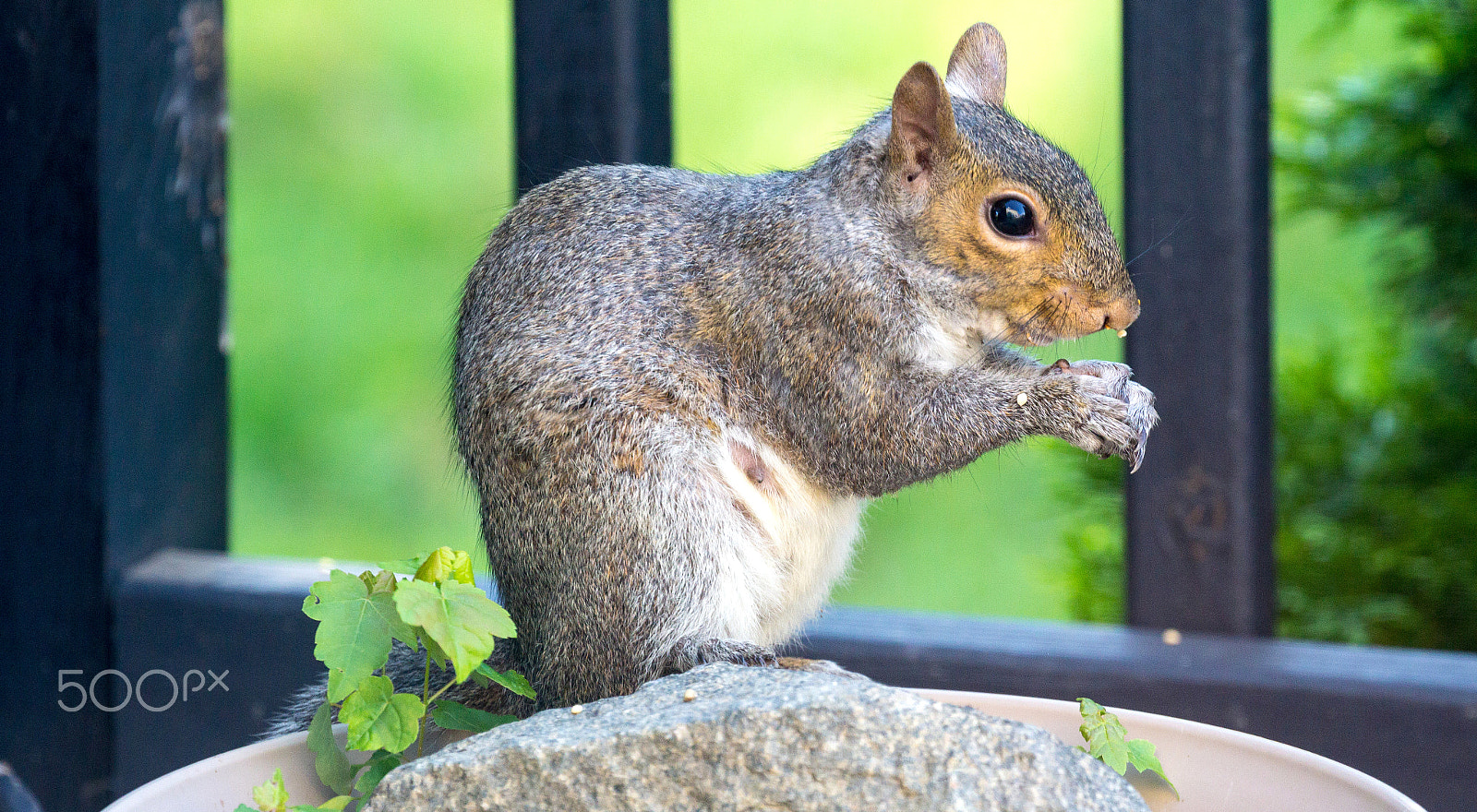 Canon EOS 60D + Canon EF 100-400mm F4.5-5.6L IS II USM sample photo. Gray squirrel in my backyard enjoying food from bird feeder photography